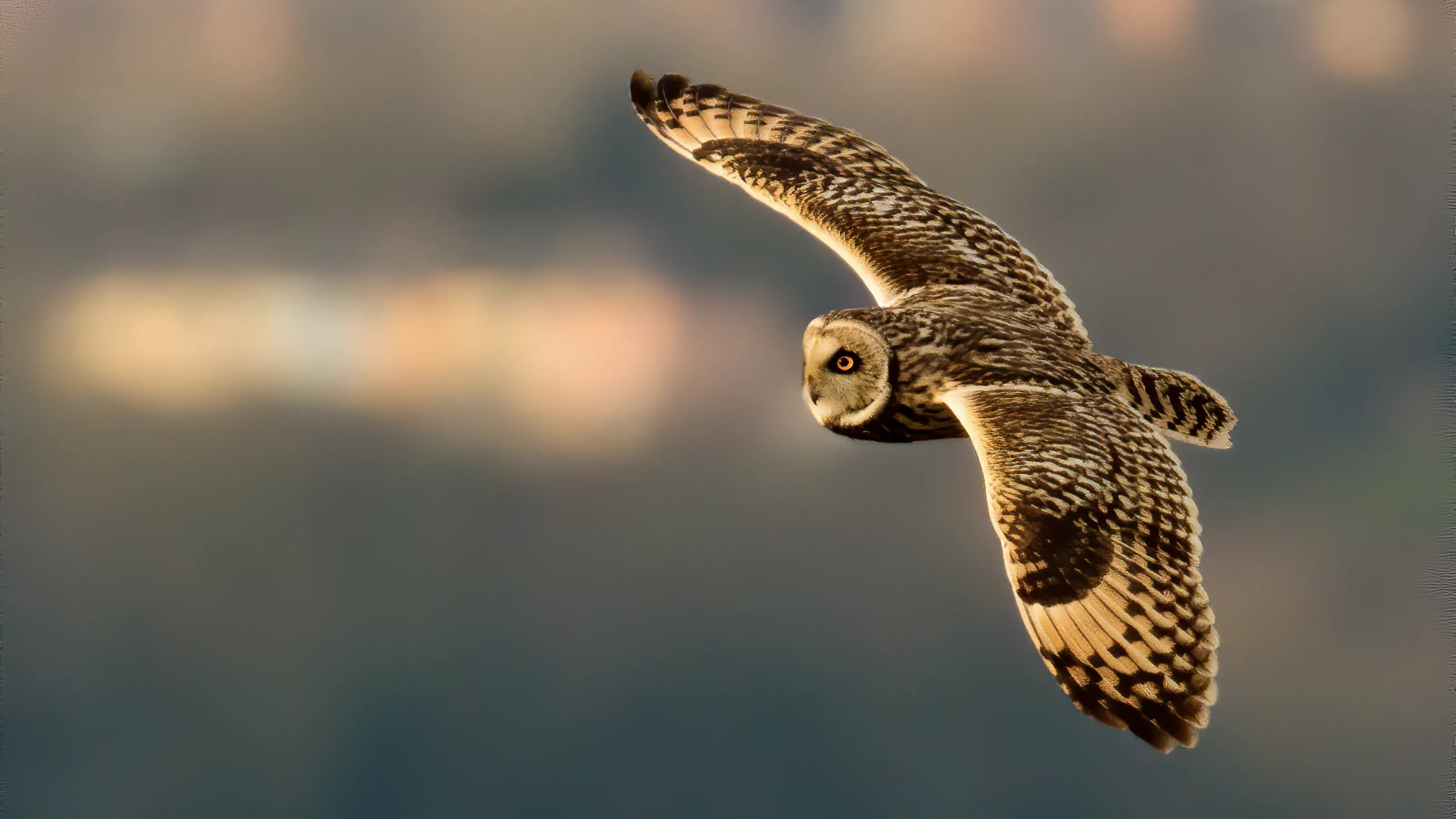 Urban night owl
