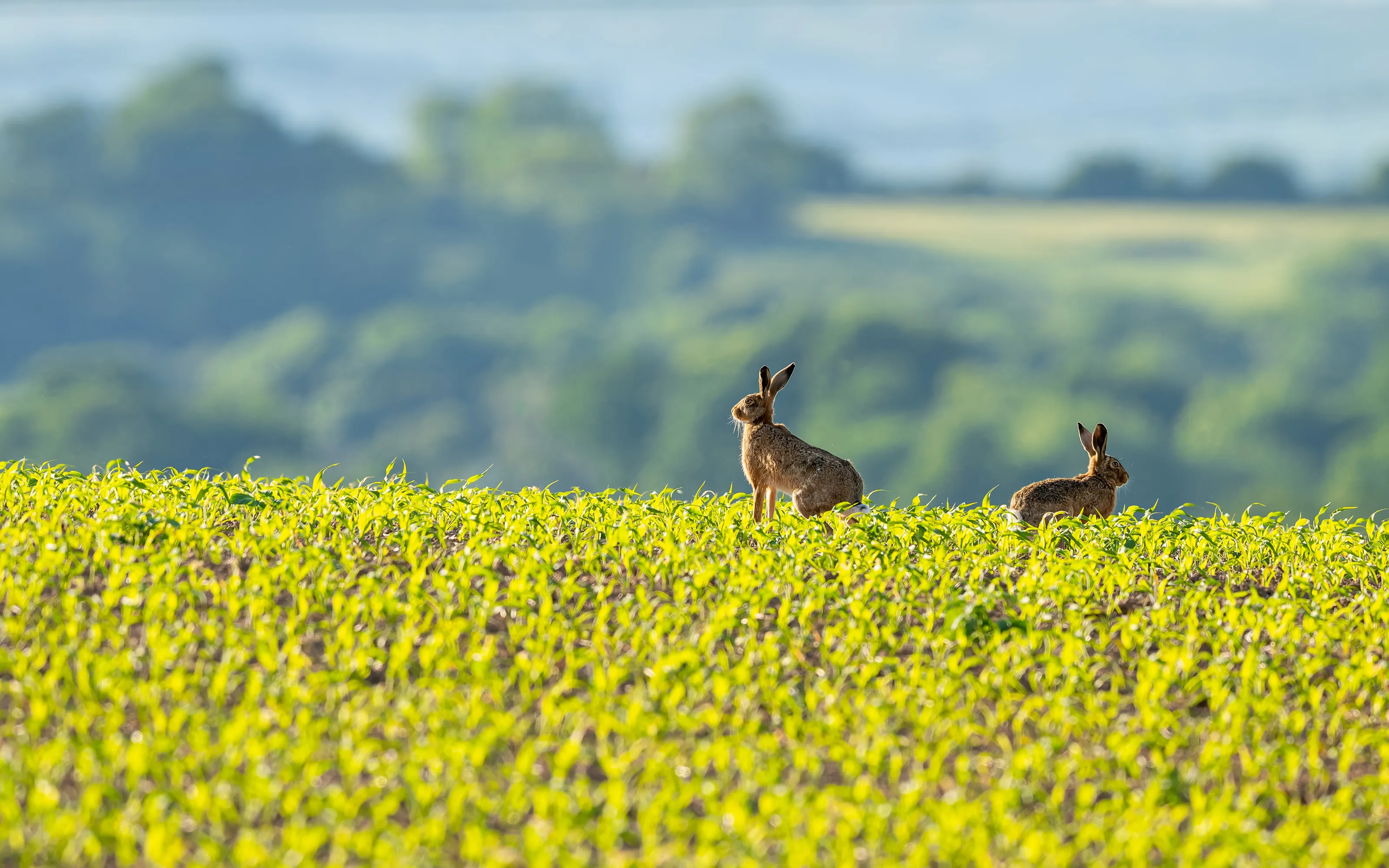 Sunning Hares