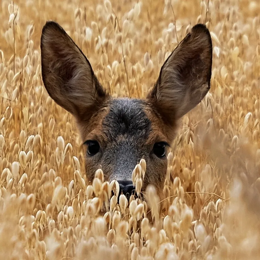 Who's watching who?