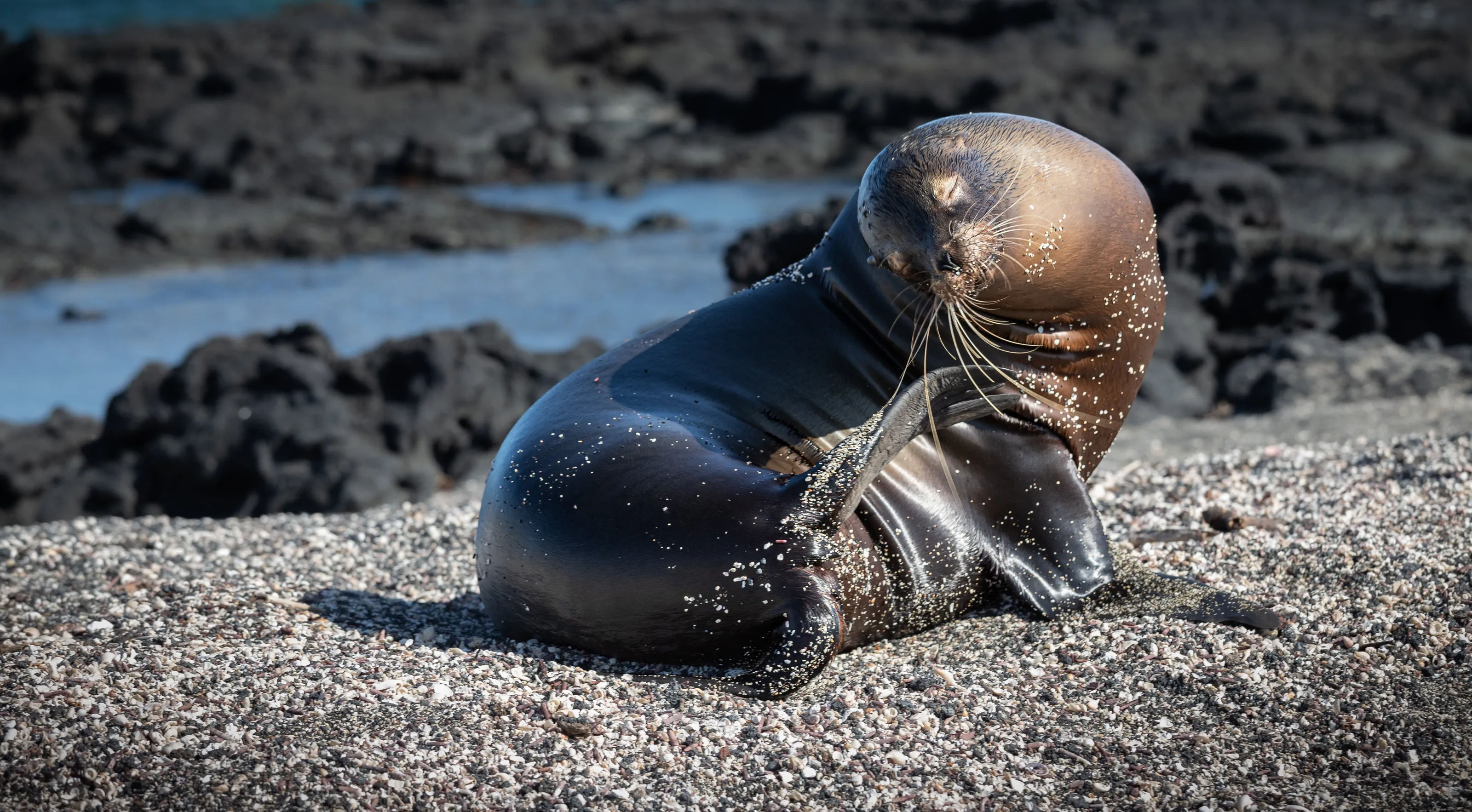 Basking in the sun