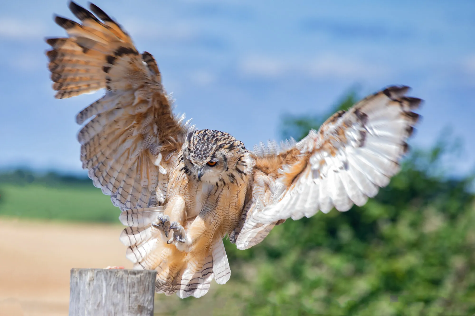 Raptor Foiundation #1