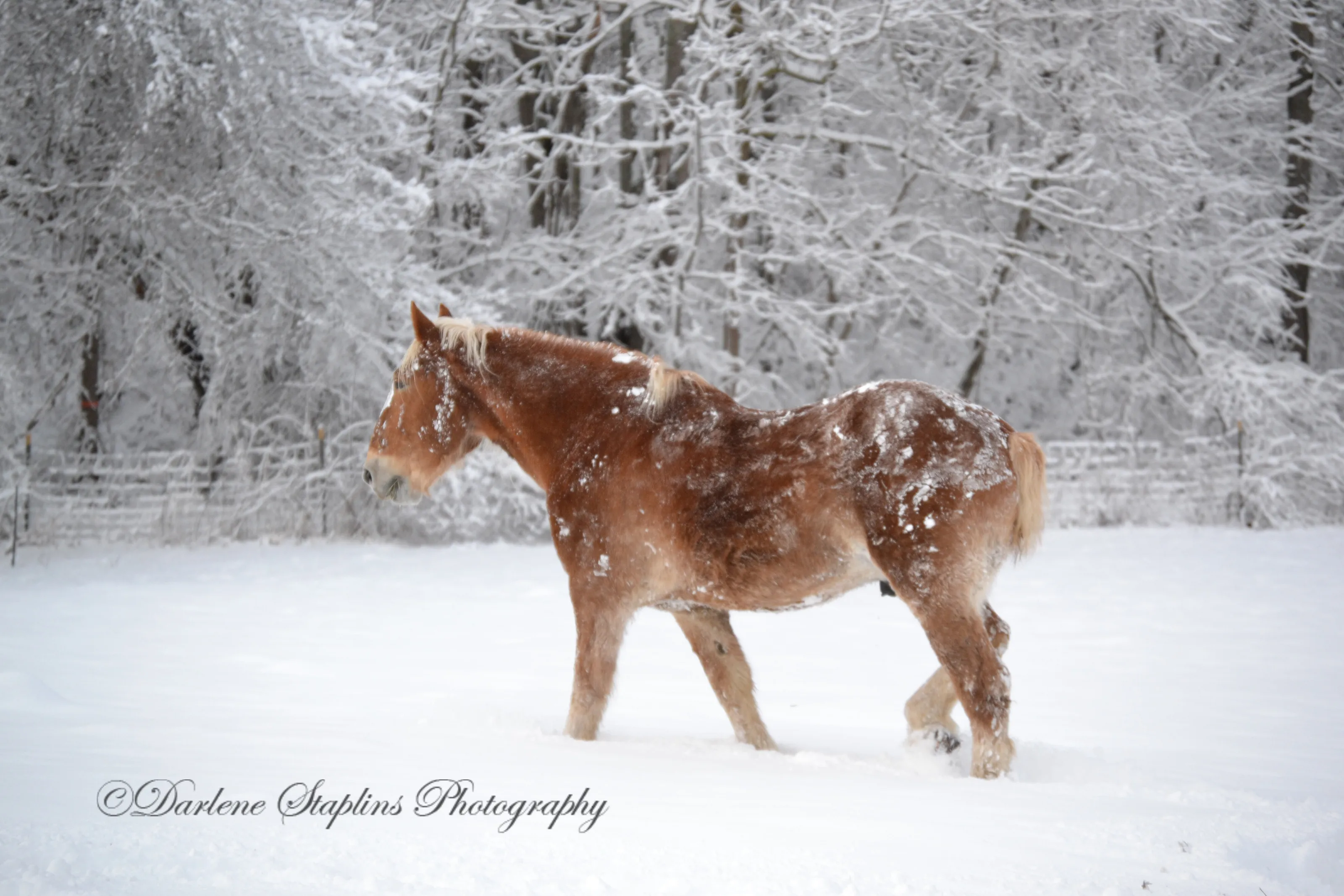 Draft Horse in the Snow