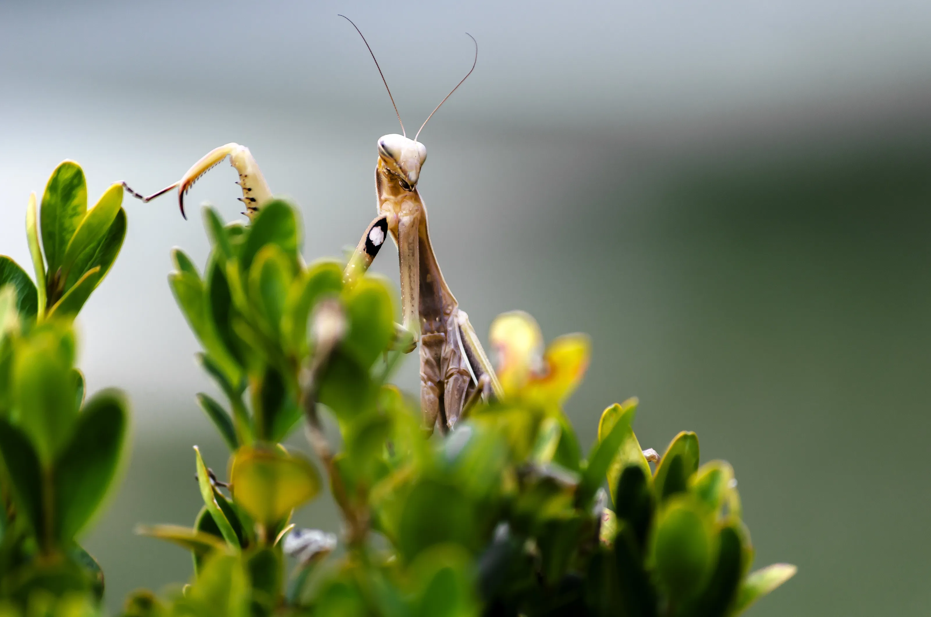 Praying mantis