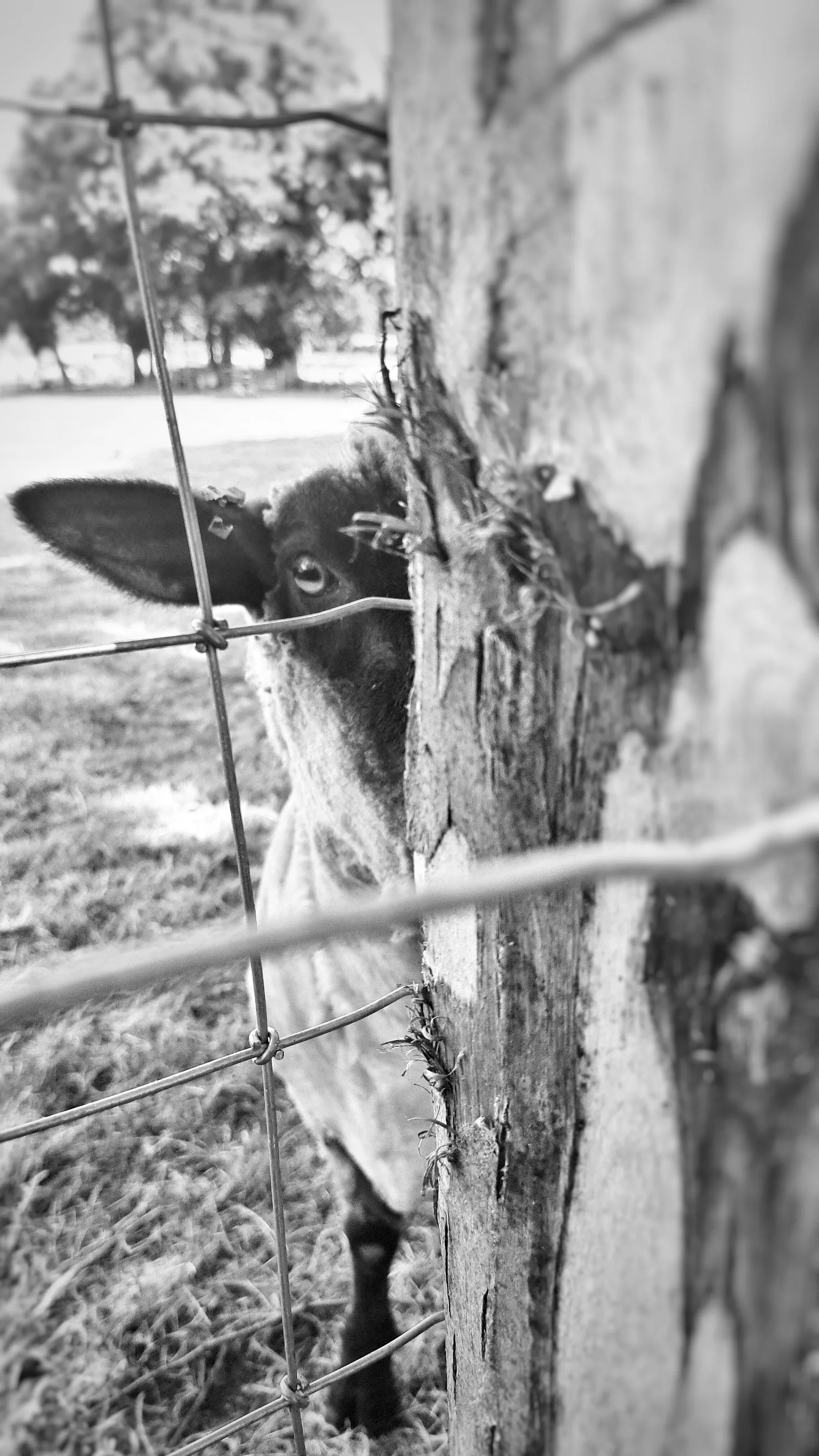 Just lookin'