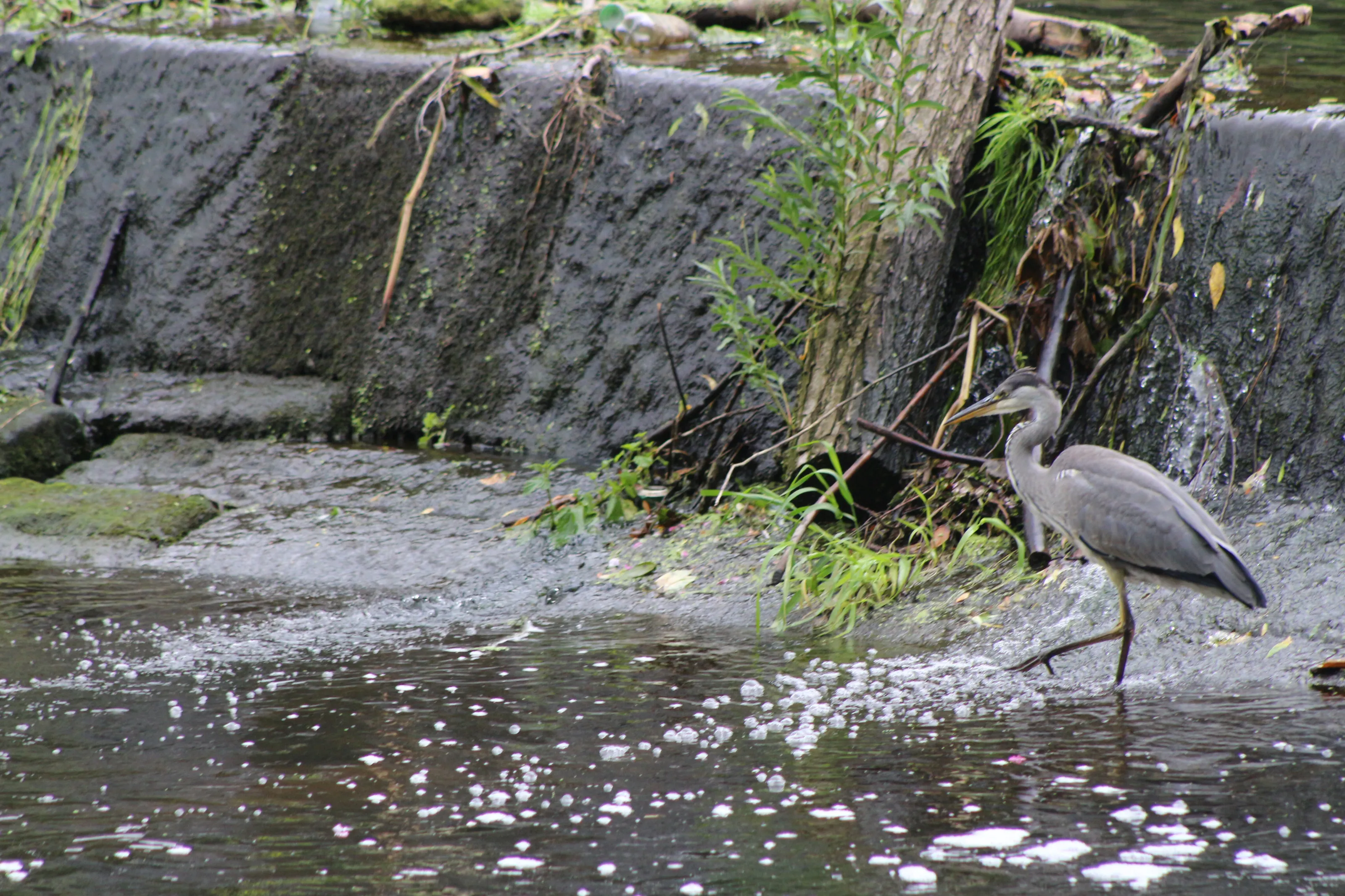 juvenile heron on the wear