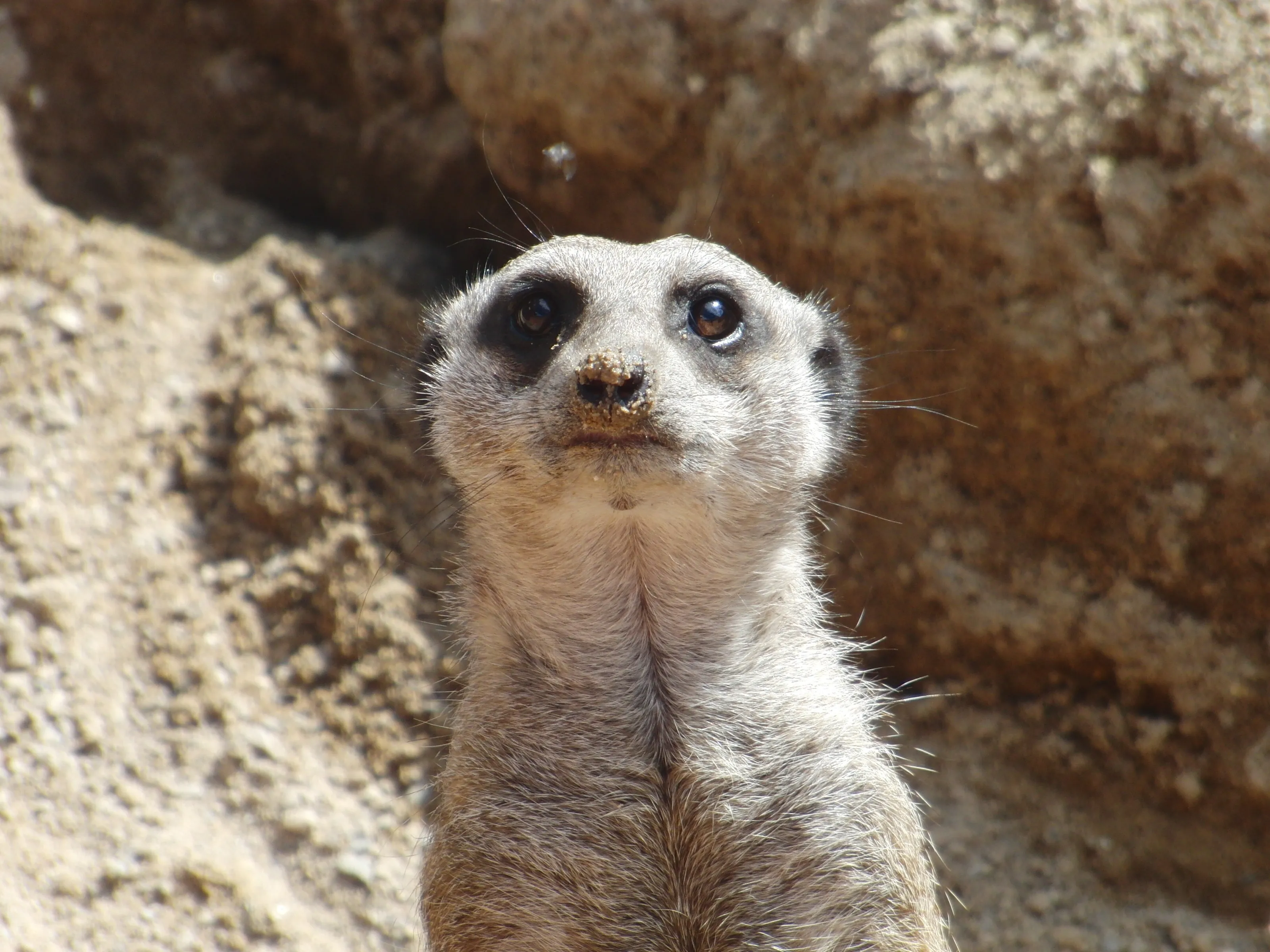 Intrigued meerkat