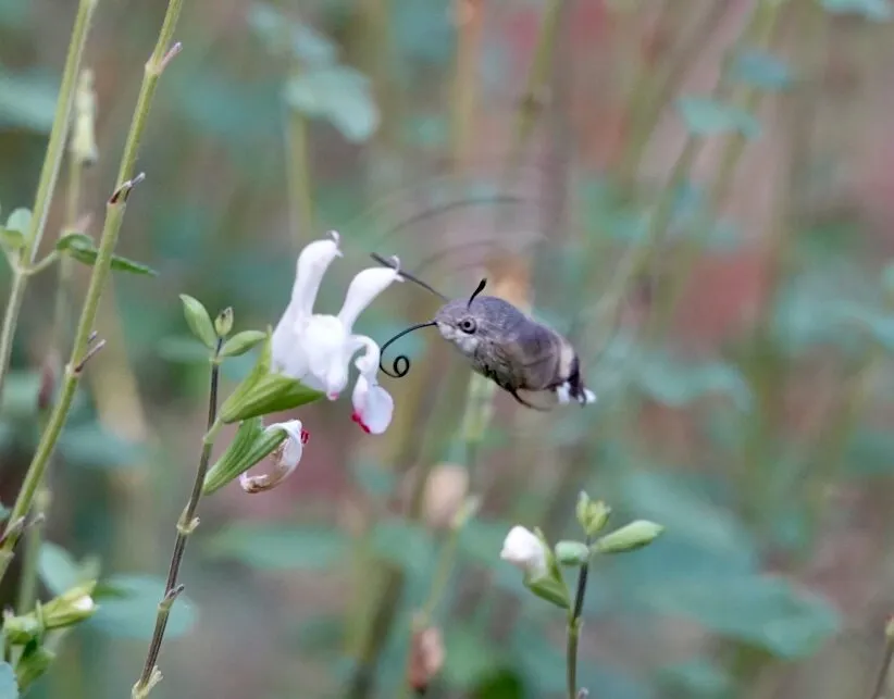 Hummingbird Hawk Moth