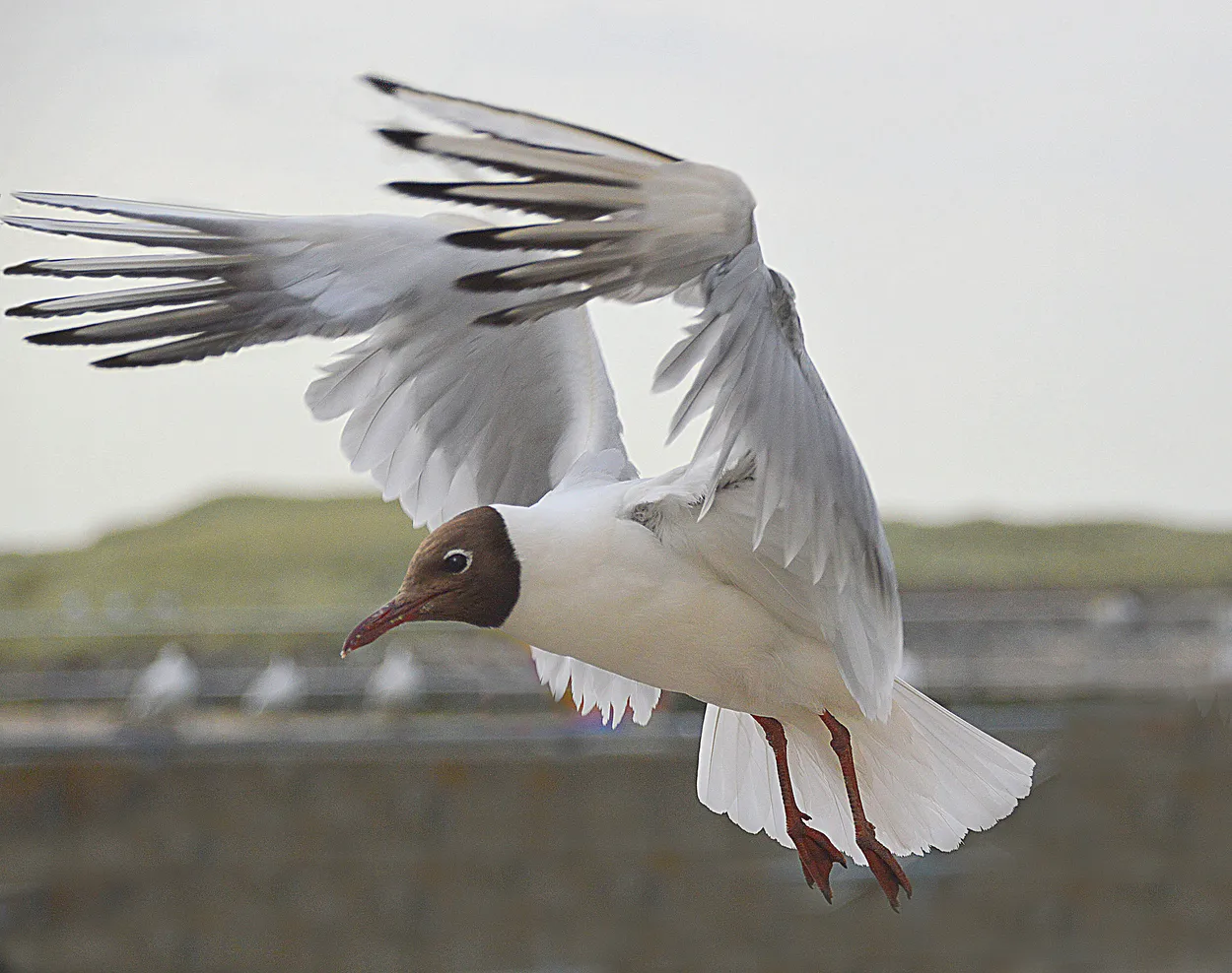 Entry 1921195