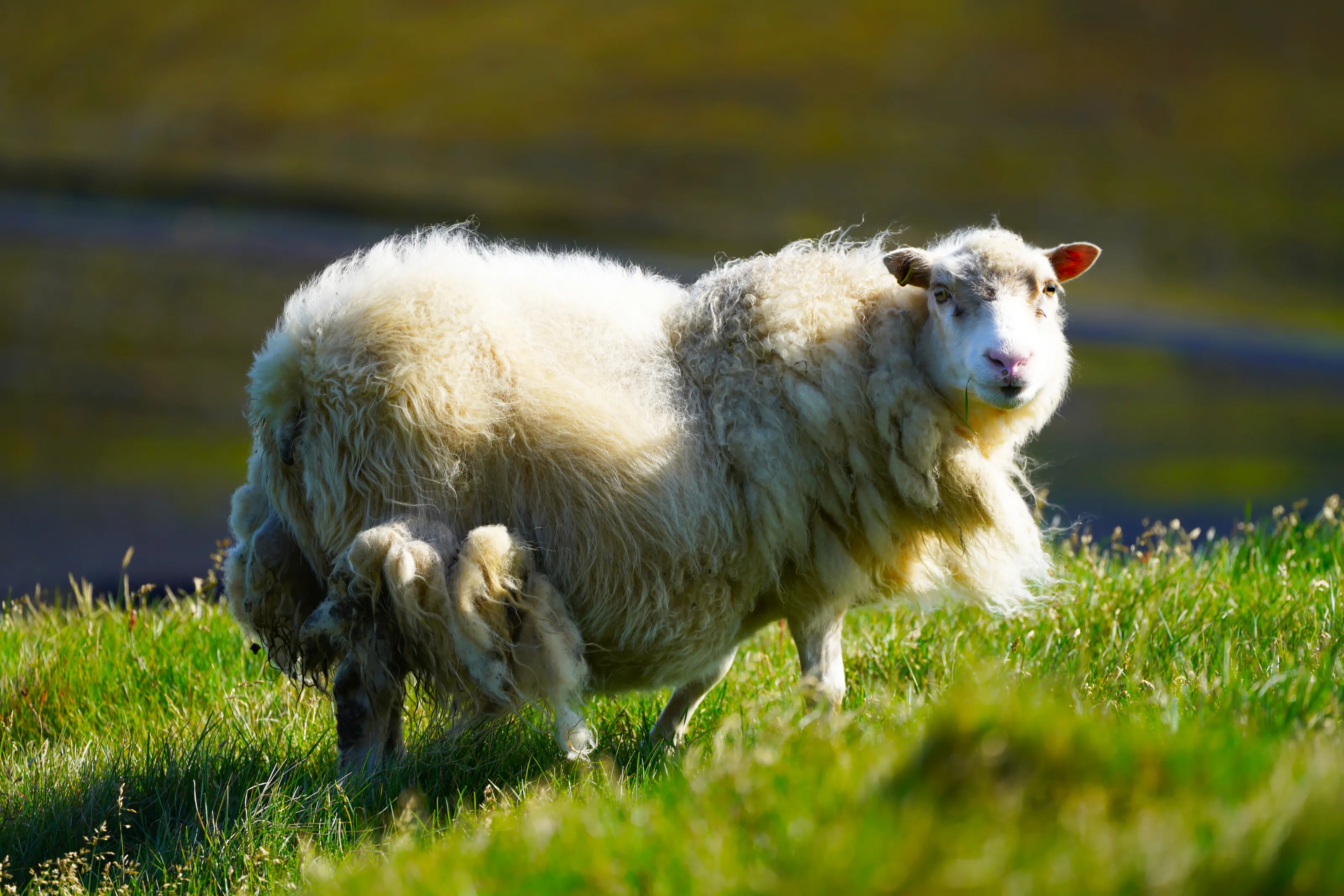 Icelandic Sheep