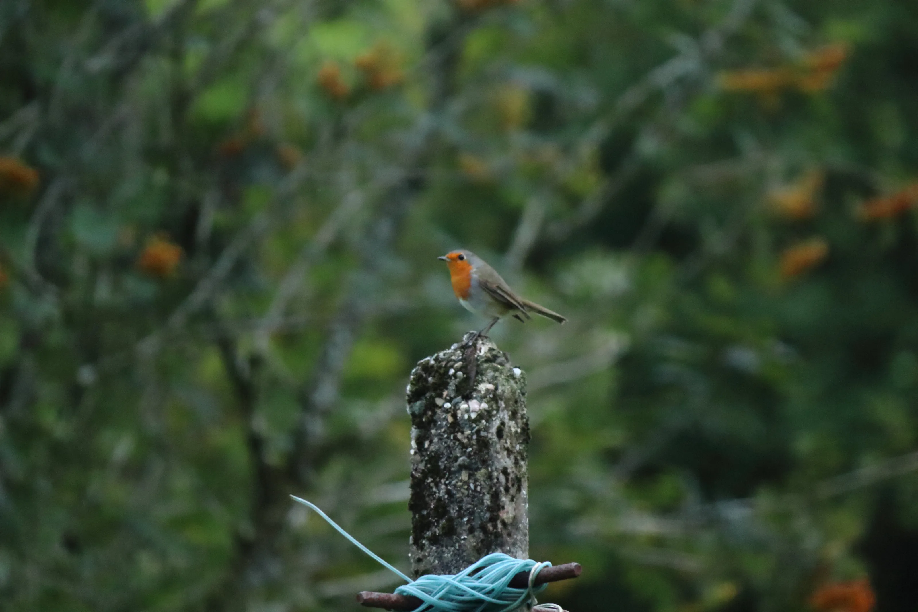 Robin on a Post