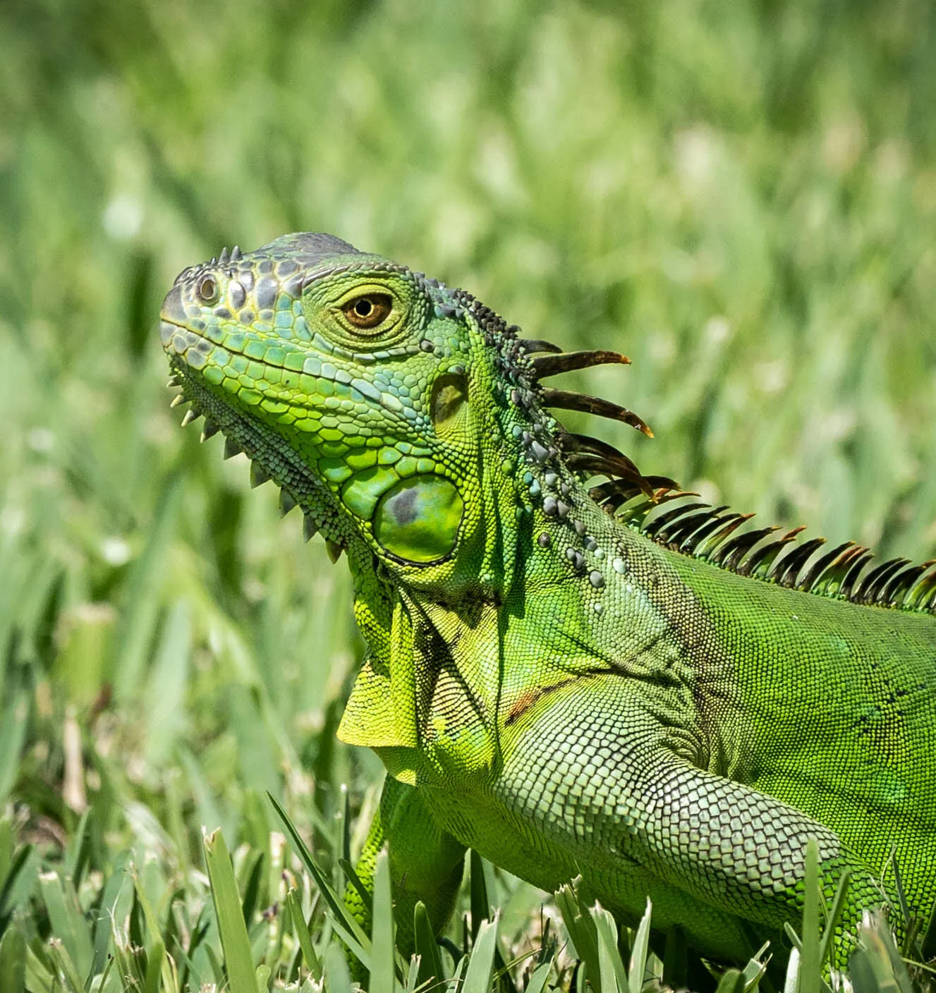 Florida Green