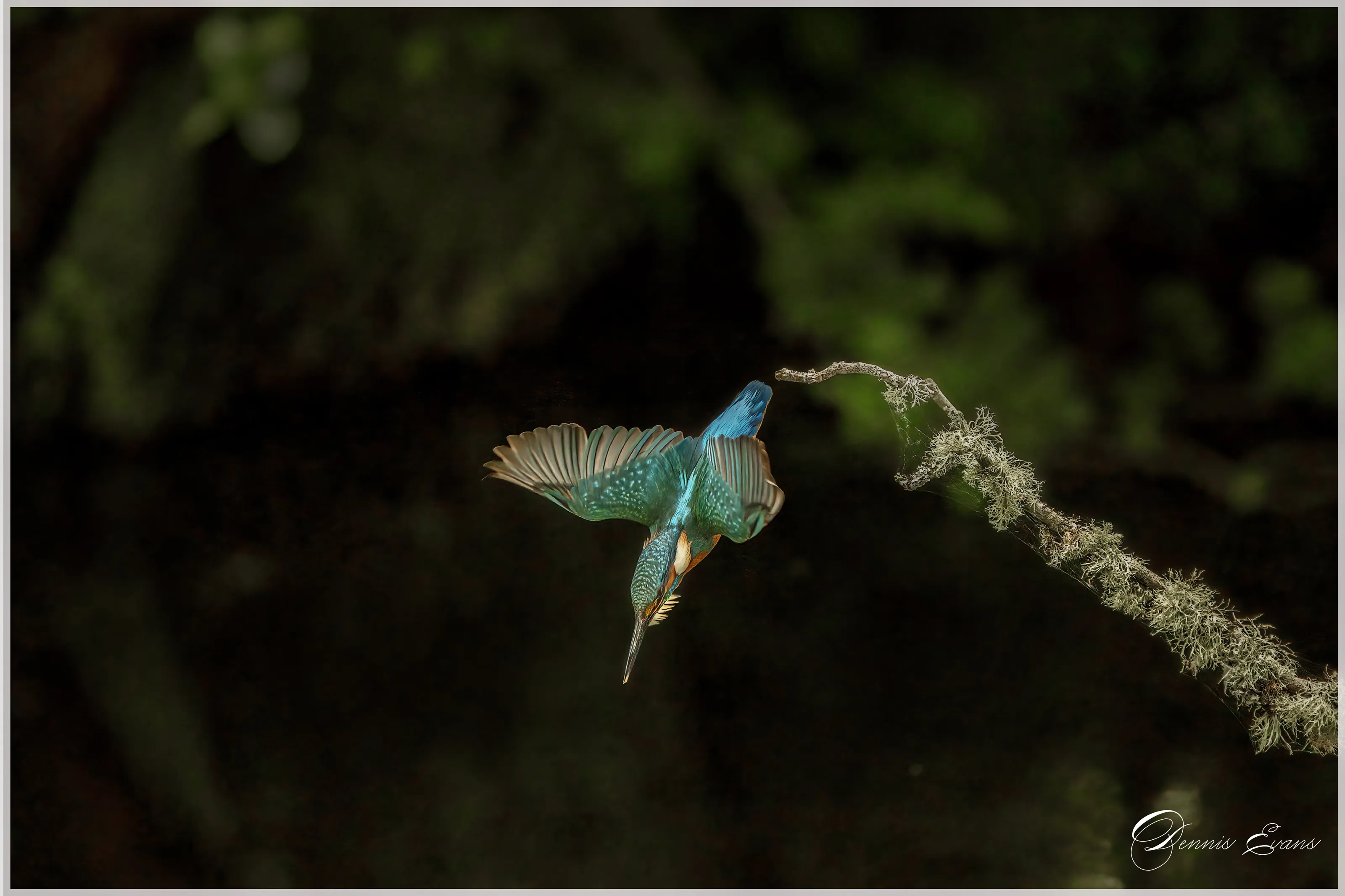 kingfisher
