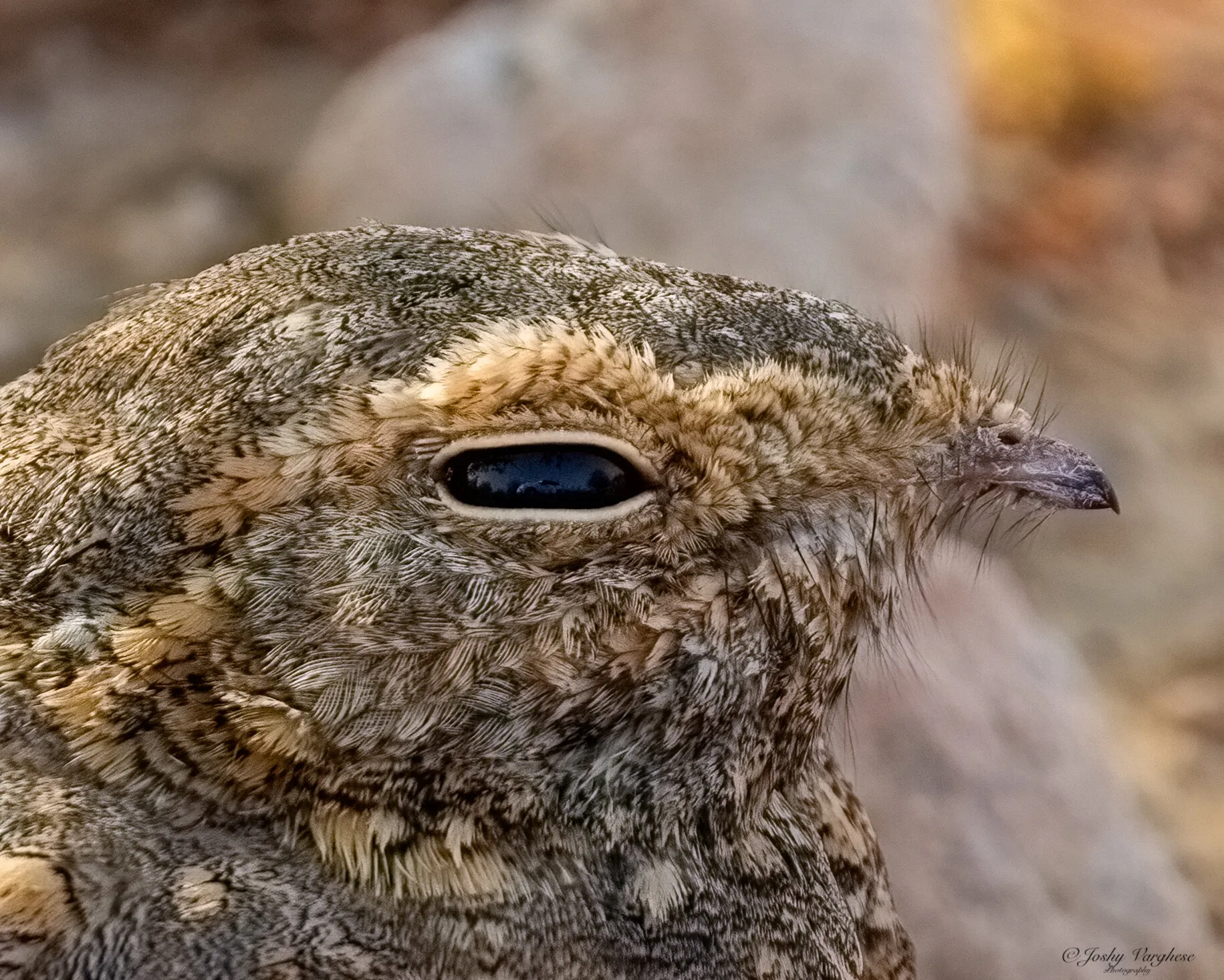 Egyptian nightjar