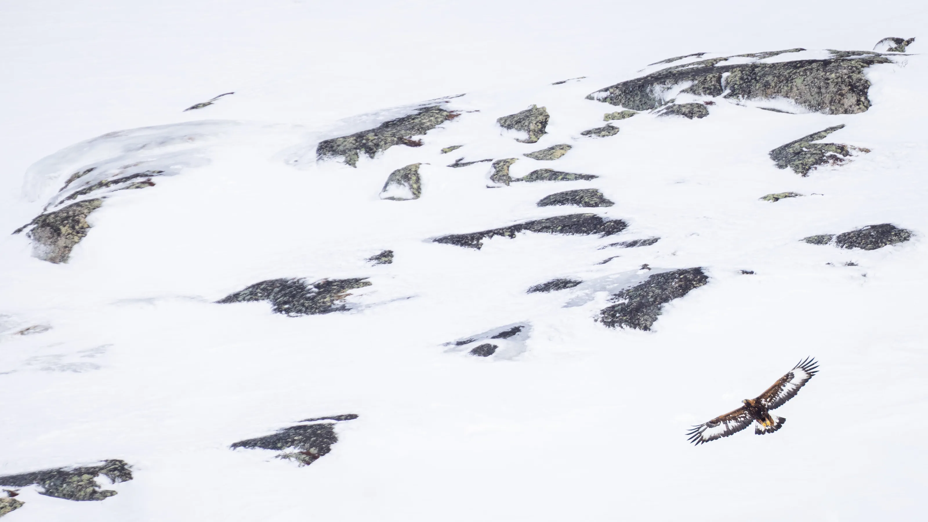 Golden eagle in wintry mountains