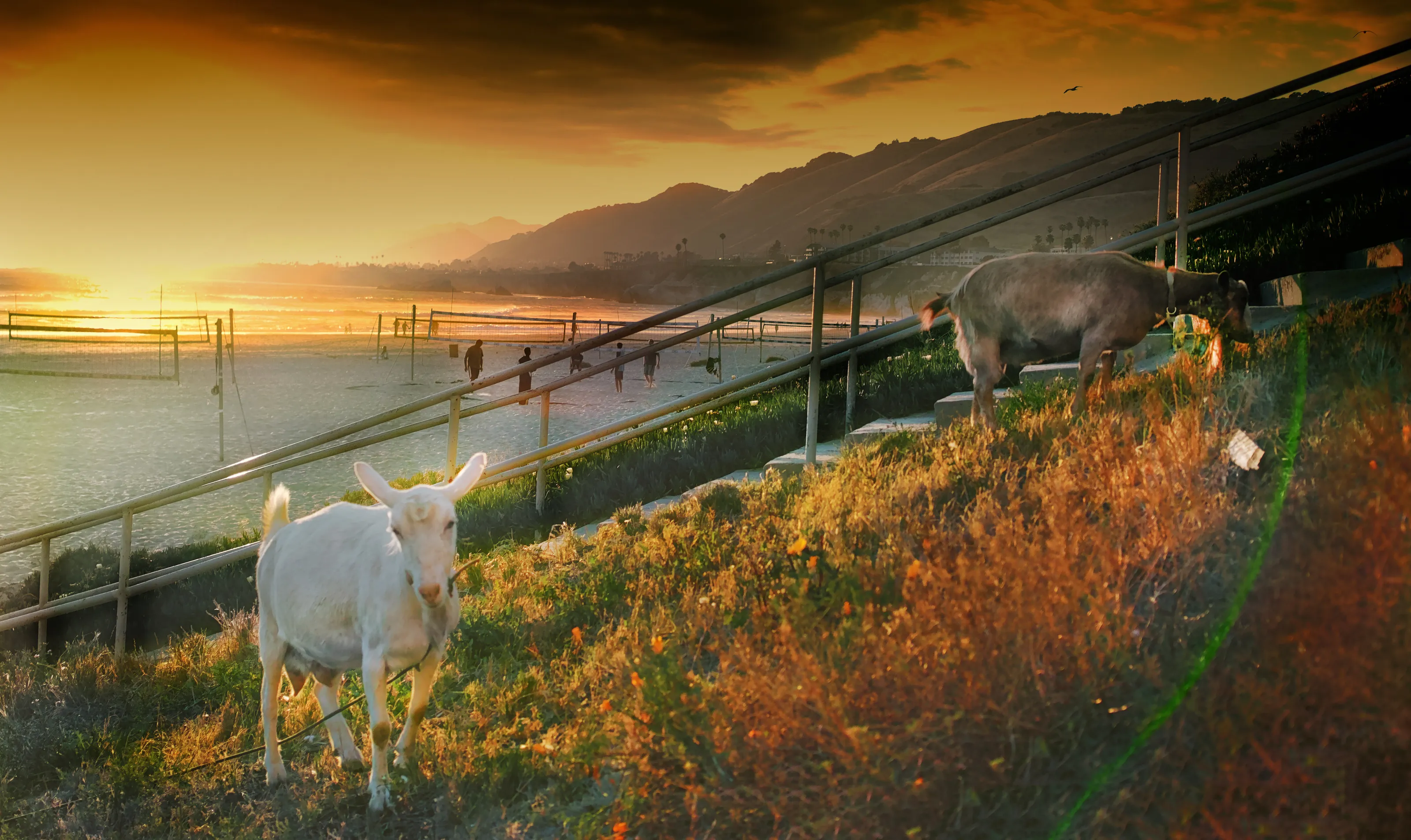 The Surfing Goats Graze