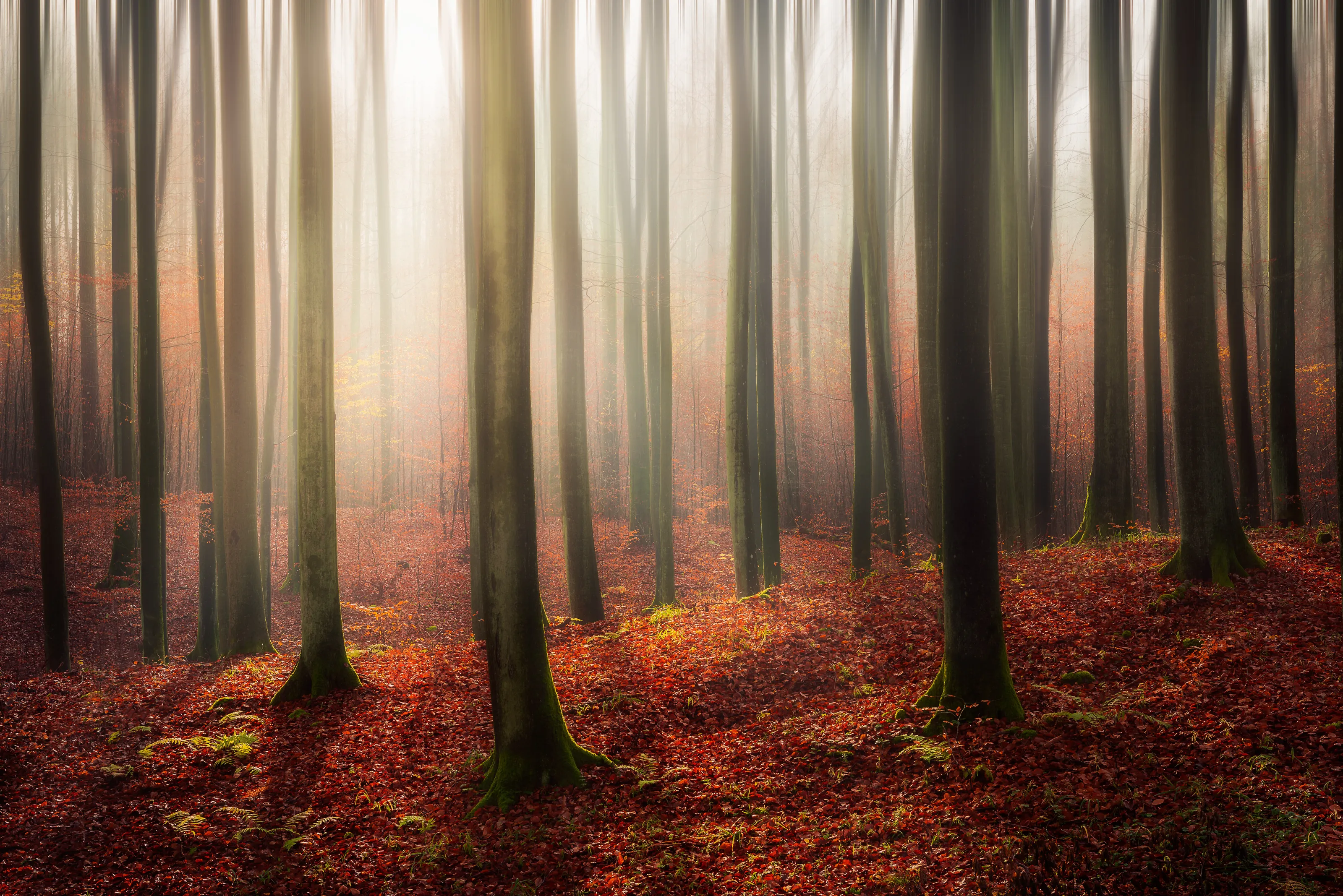 the land of beech trees