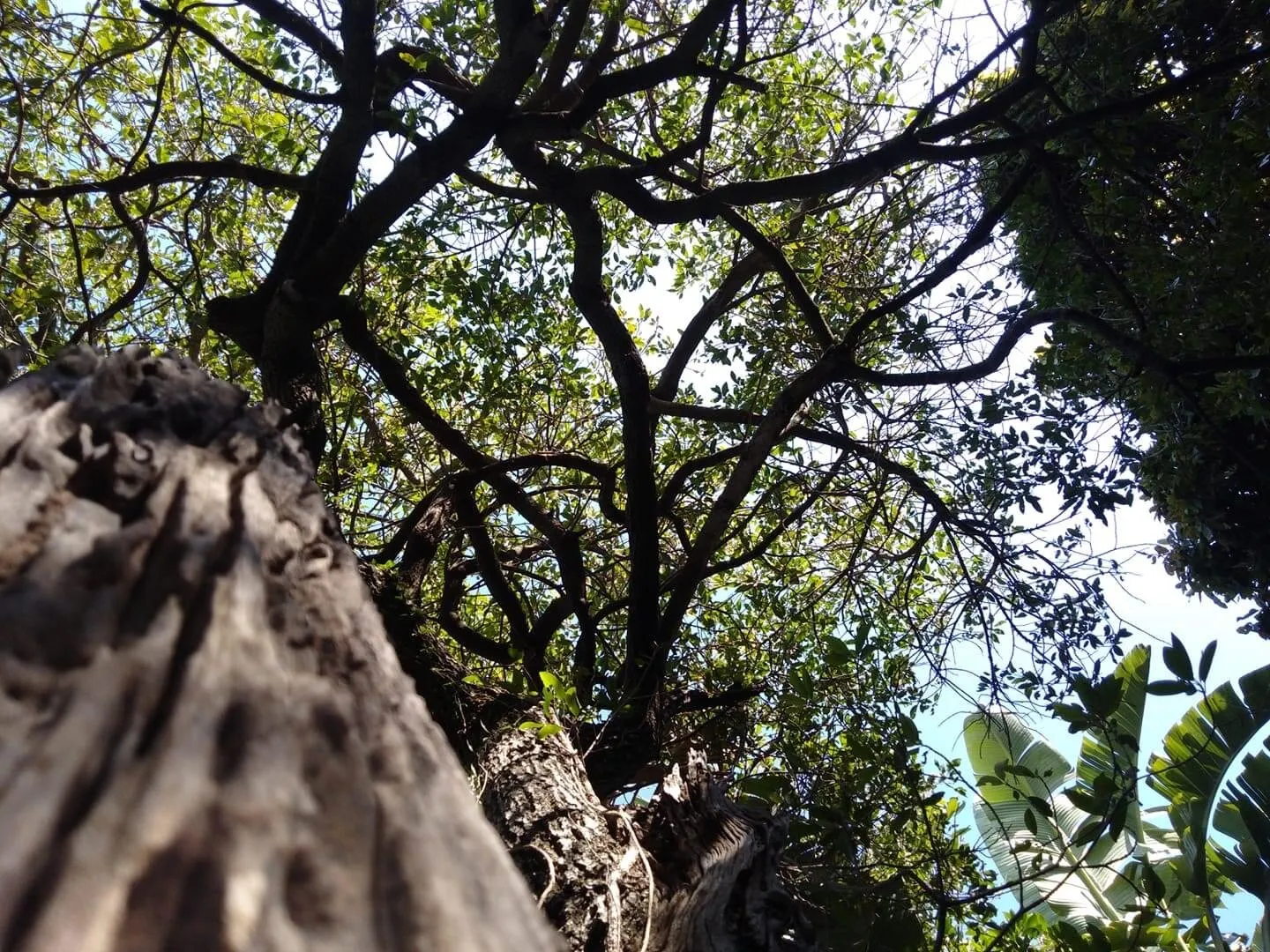 Old trees