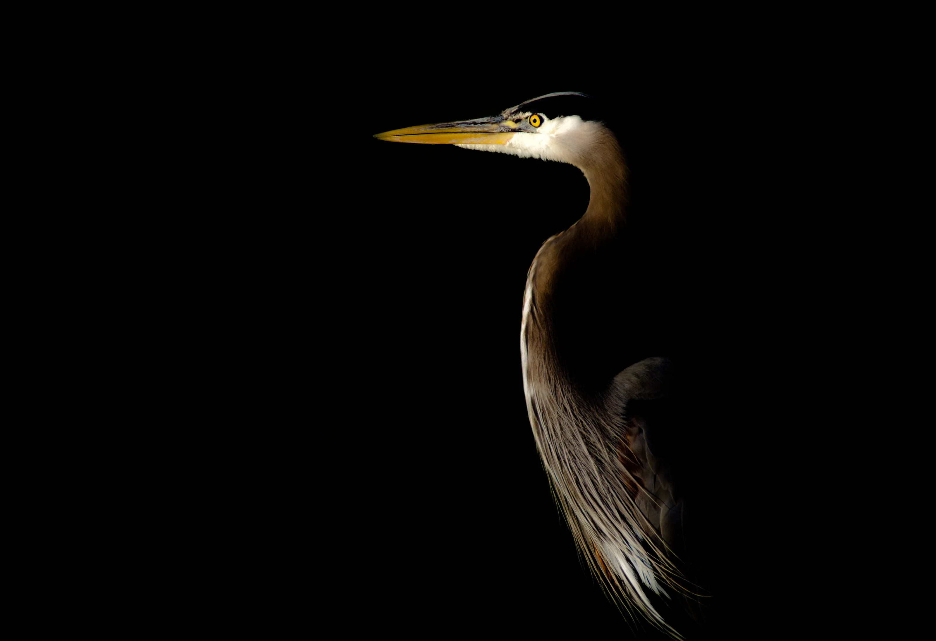 The Fisherman