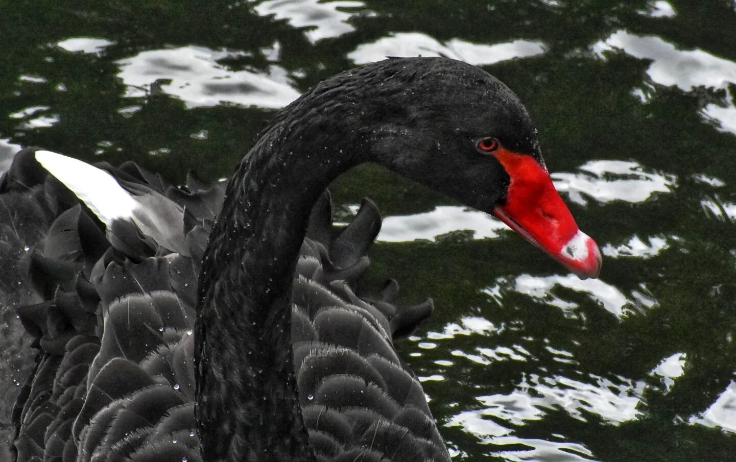 The Black Swan