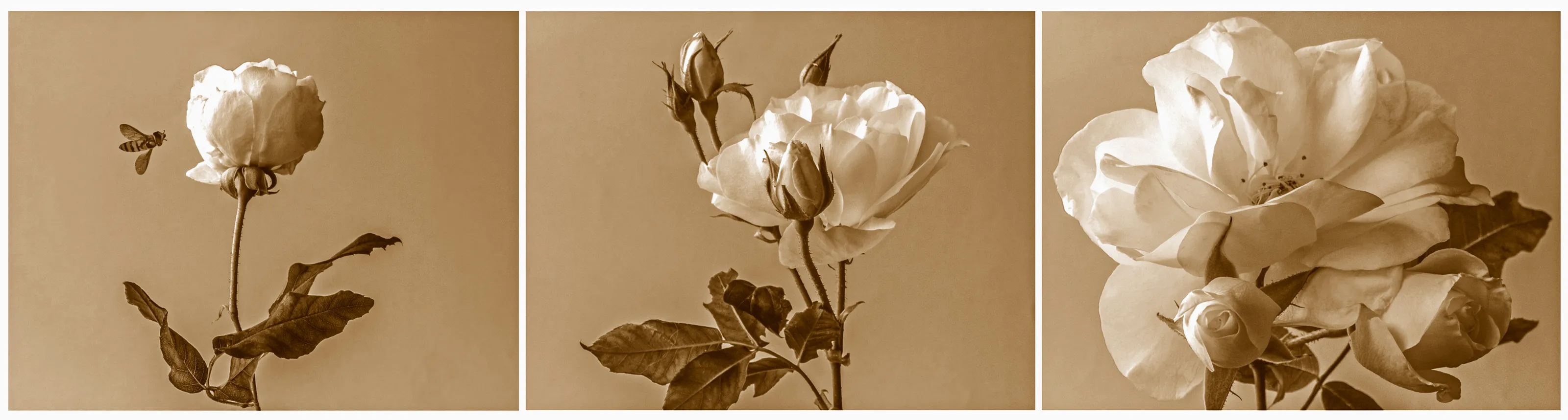Into full bloom