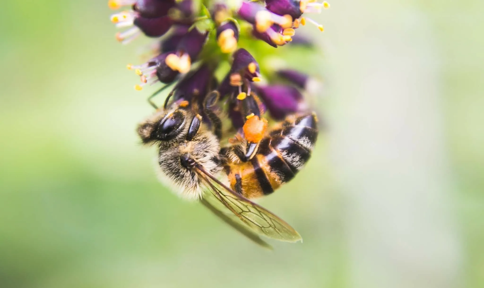 Bee