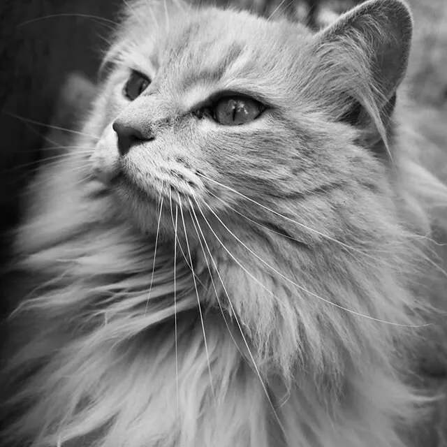 Forest Kitty