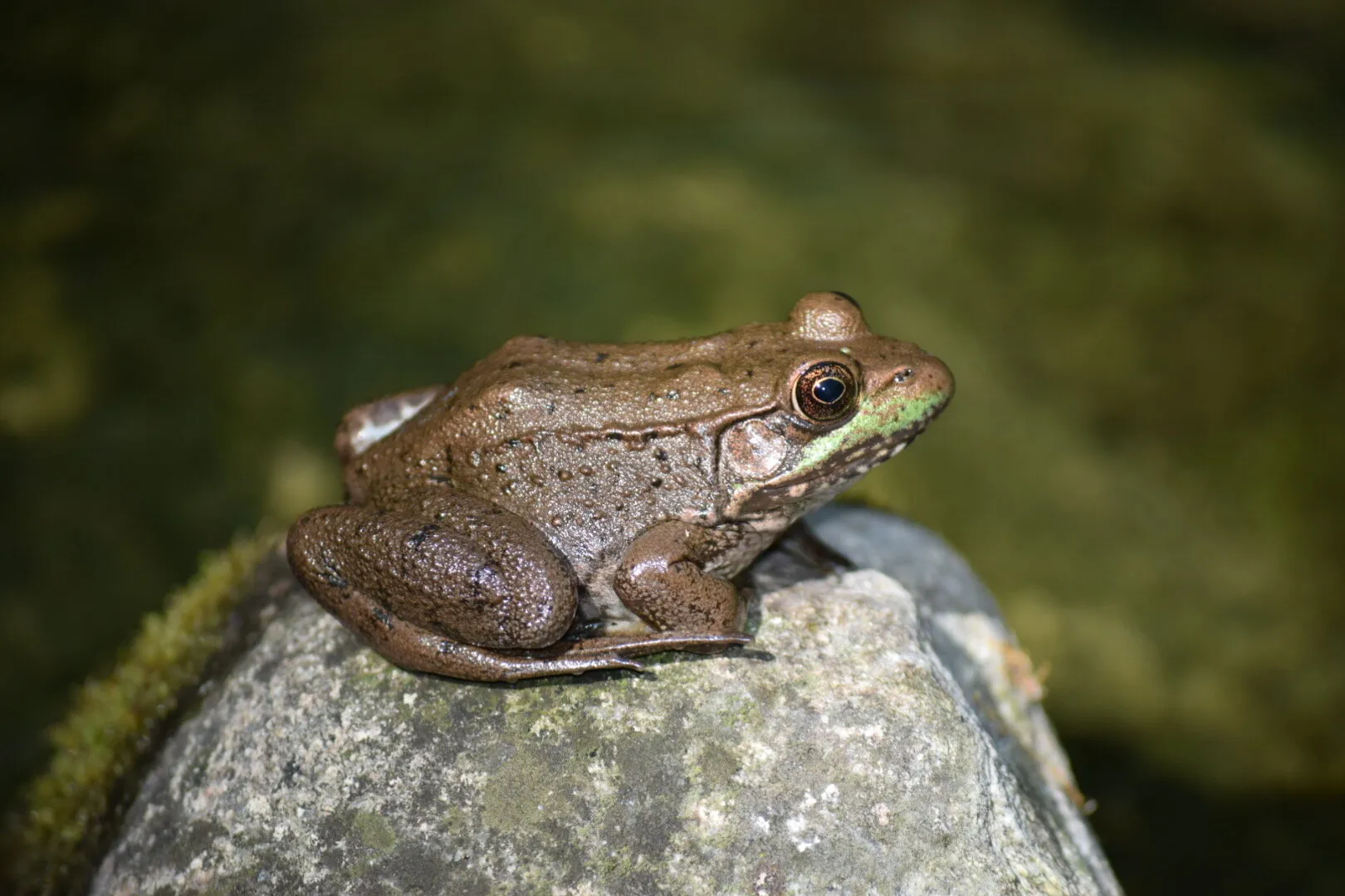 Groggy Froggy