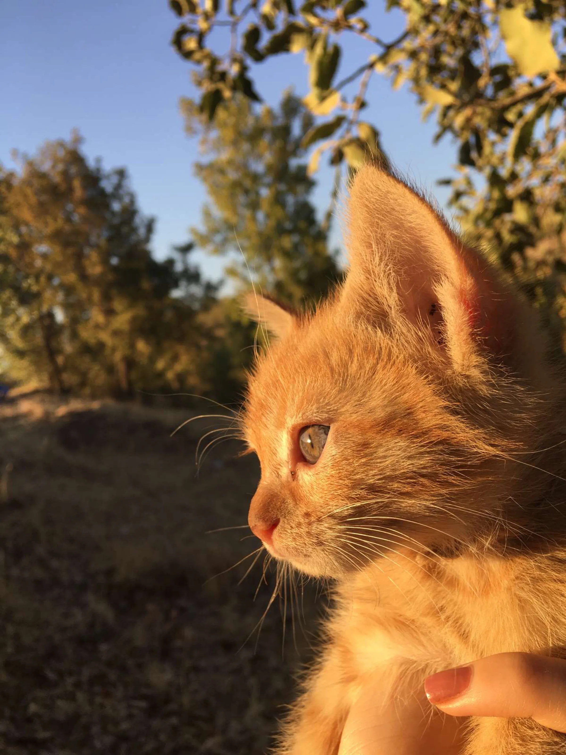 My kitty