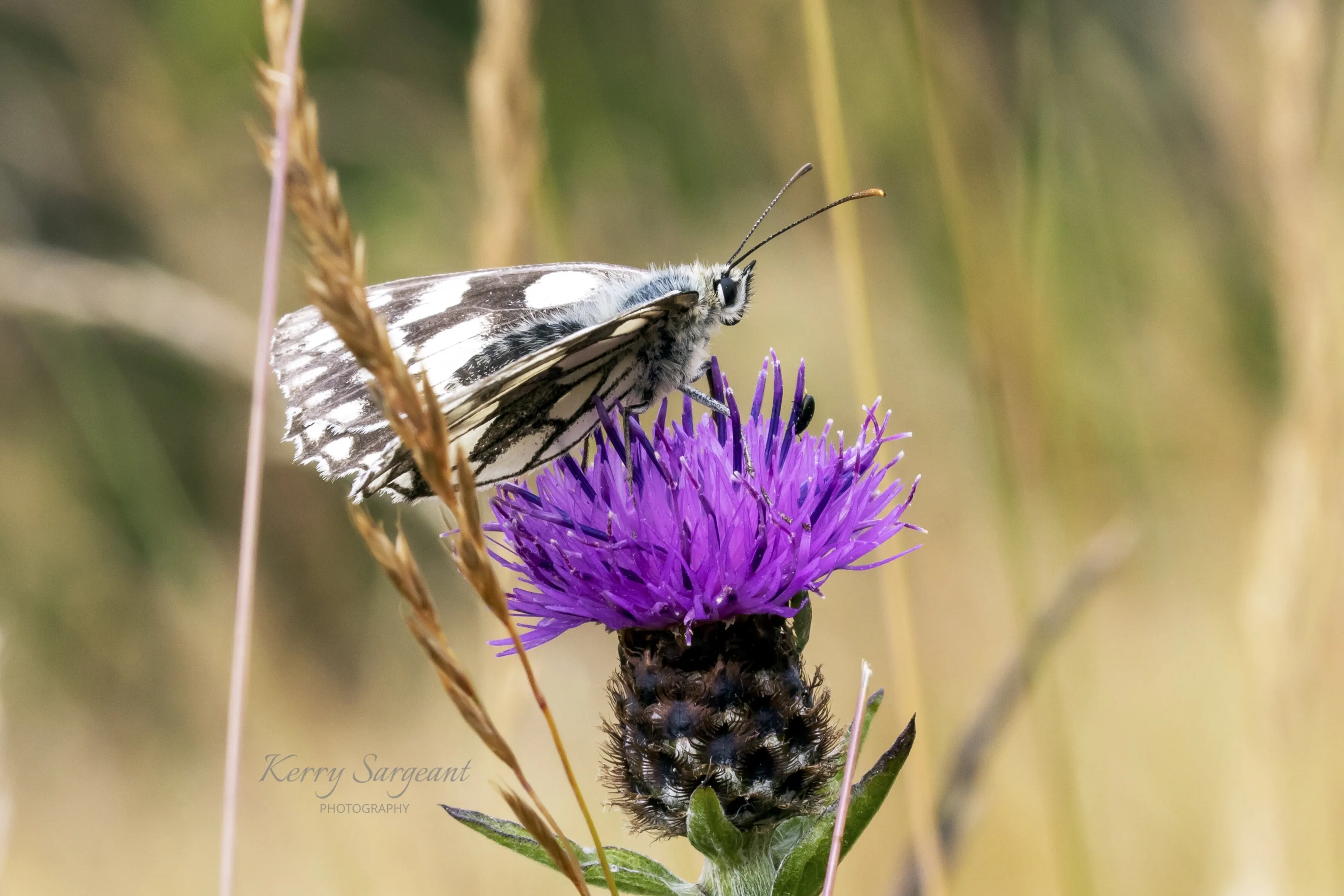 Marbled white