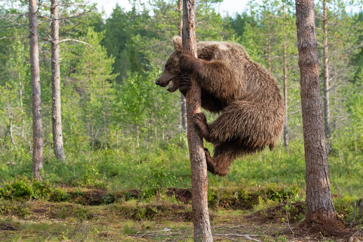Big bear, small tree
