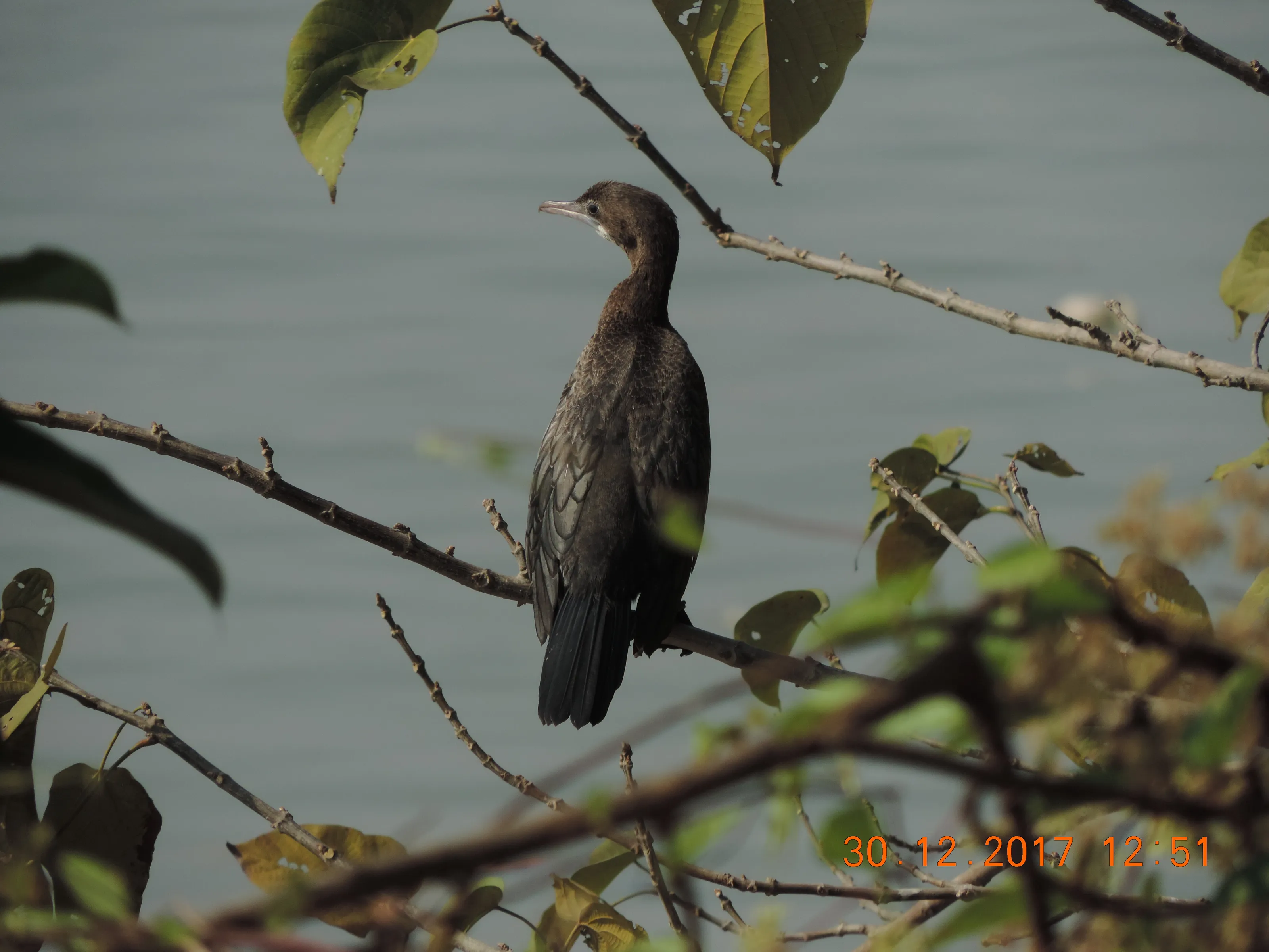 Cormorant