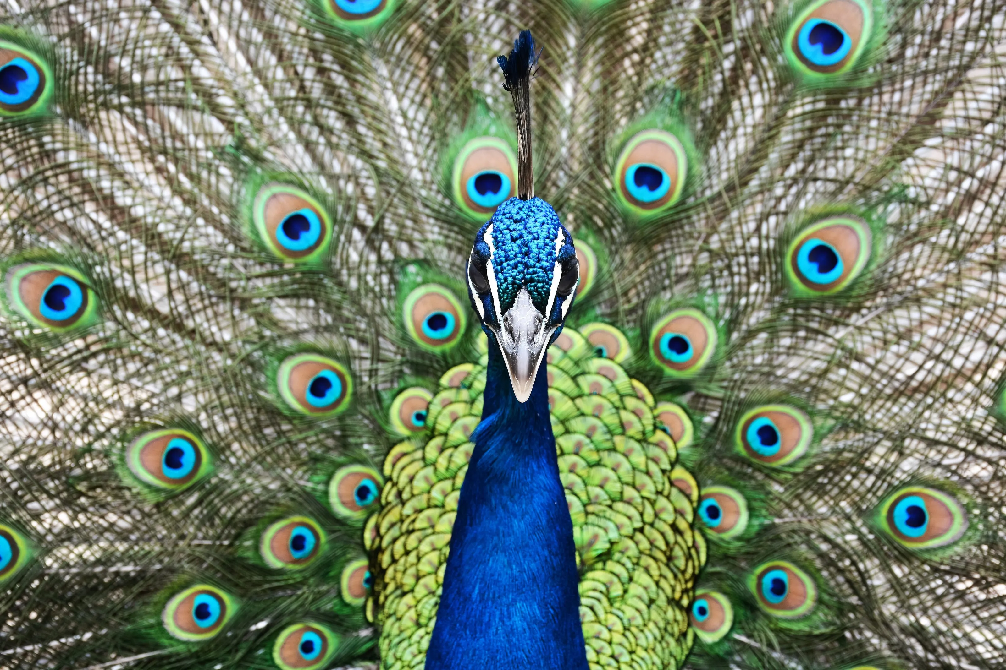 Peacock