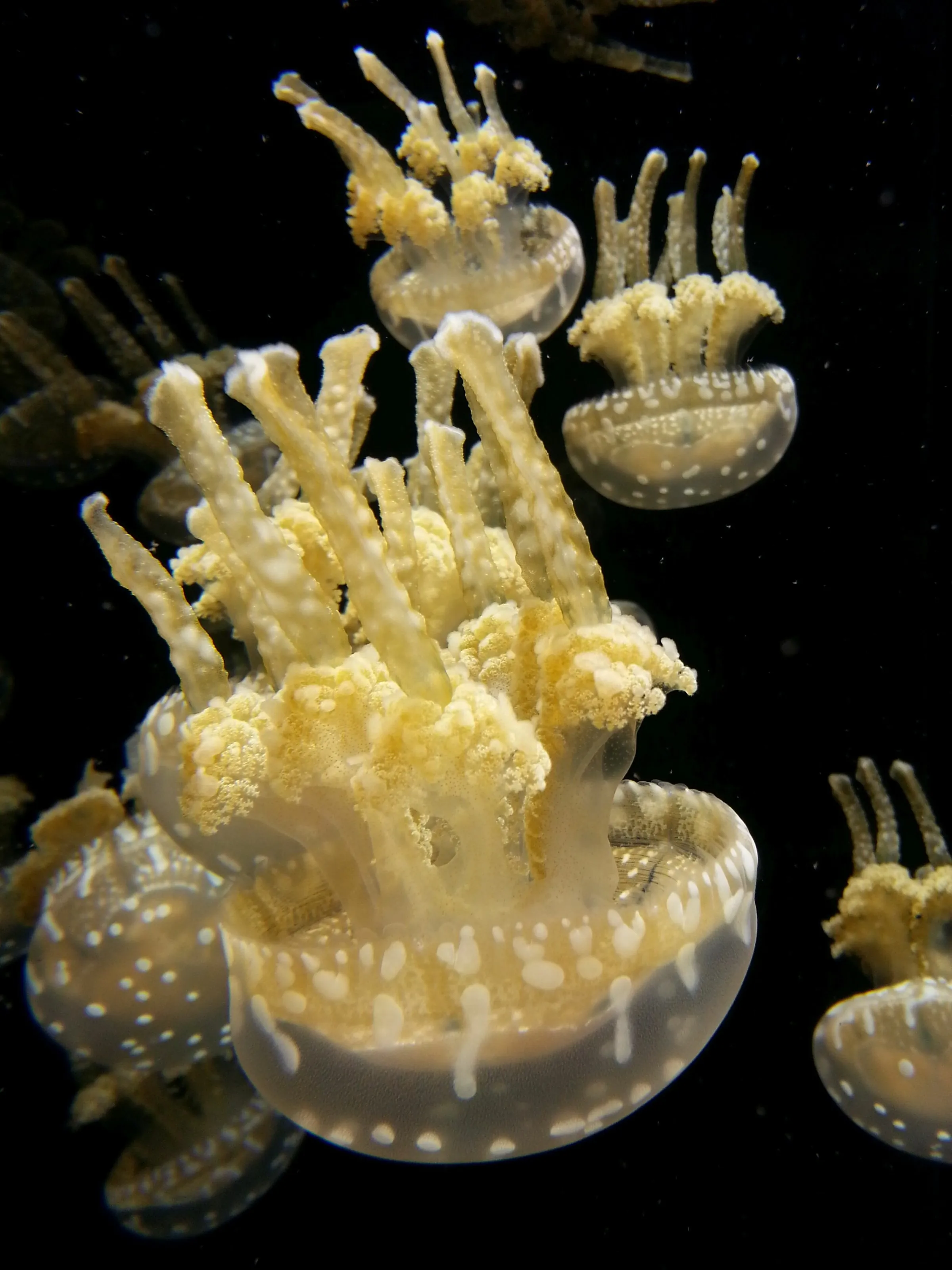 Jelly fish at play