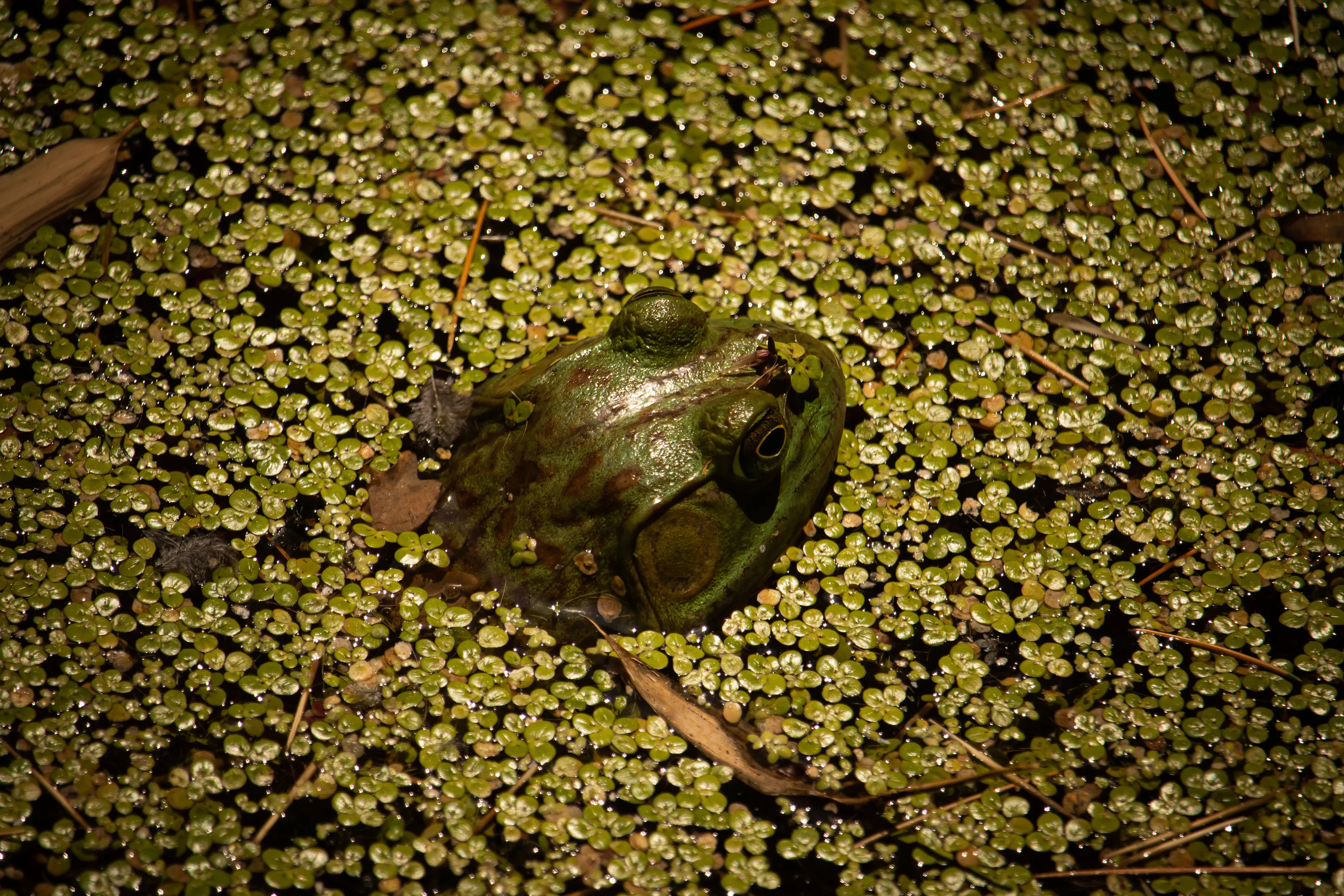 Bullfrog chilling in a swamp