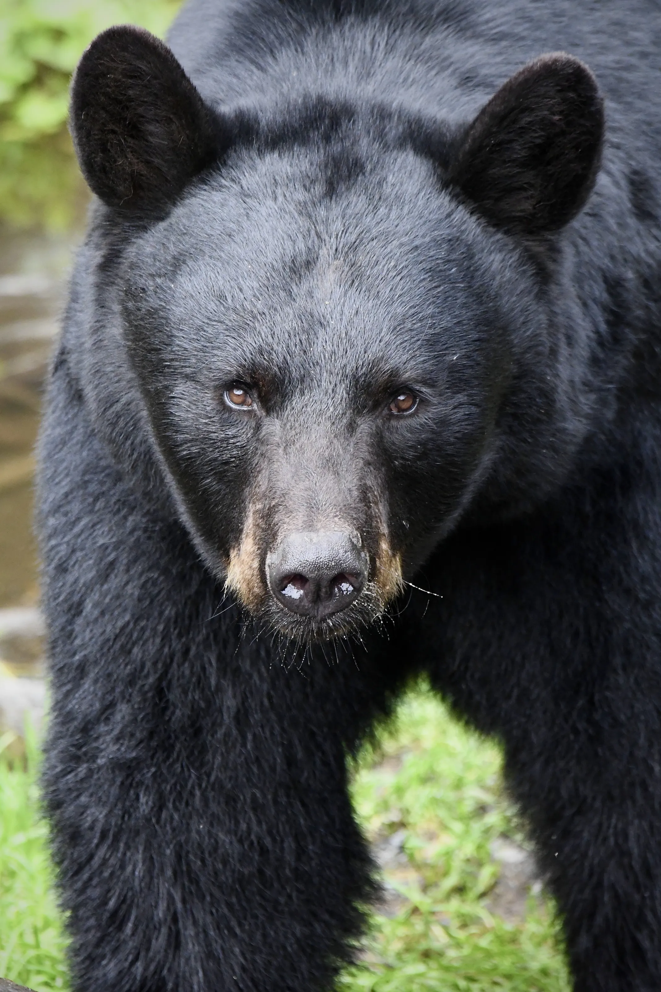 Black Bear in Sitka Alaska