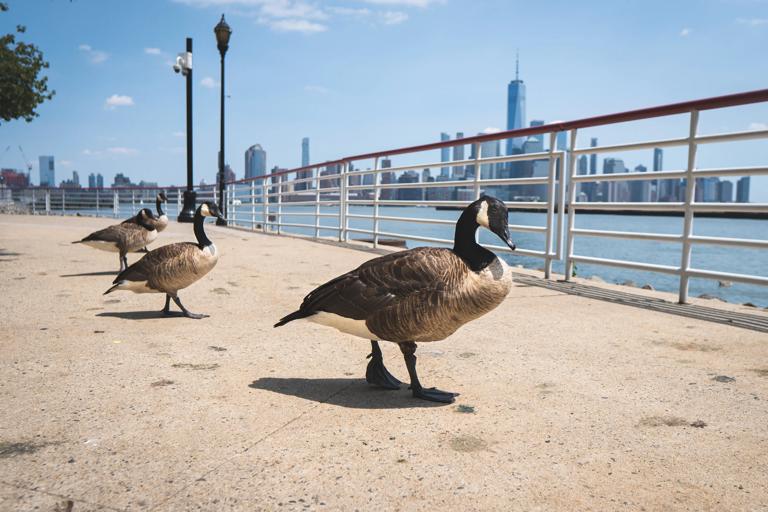 Geese in the big city