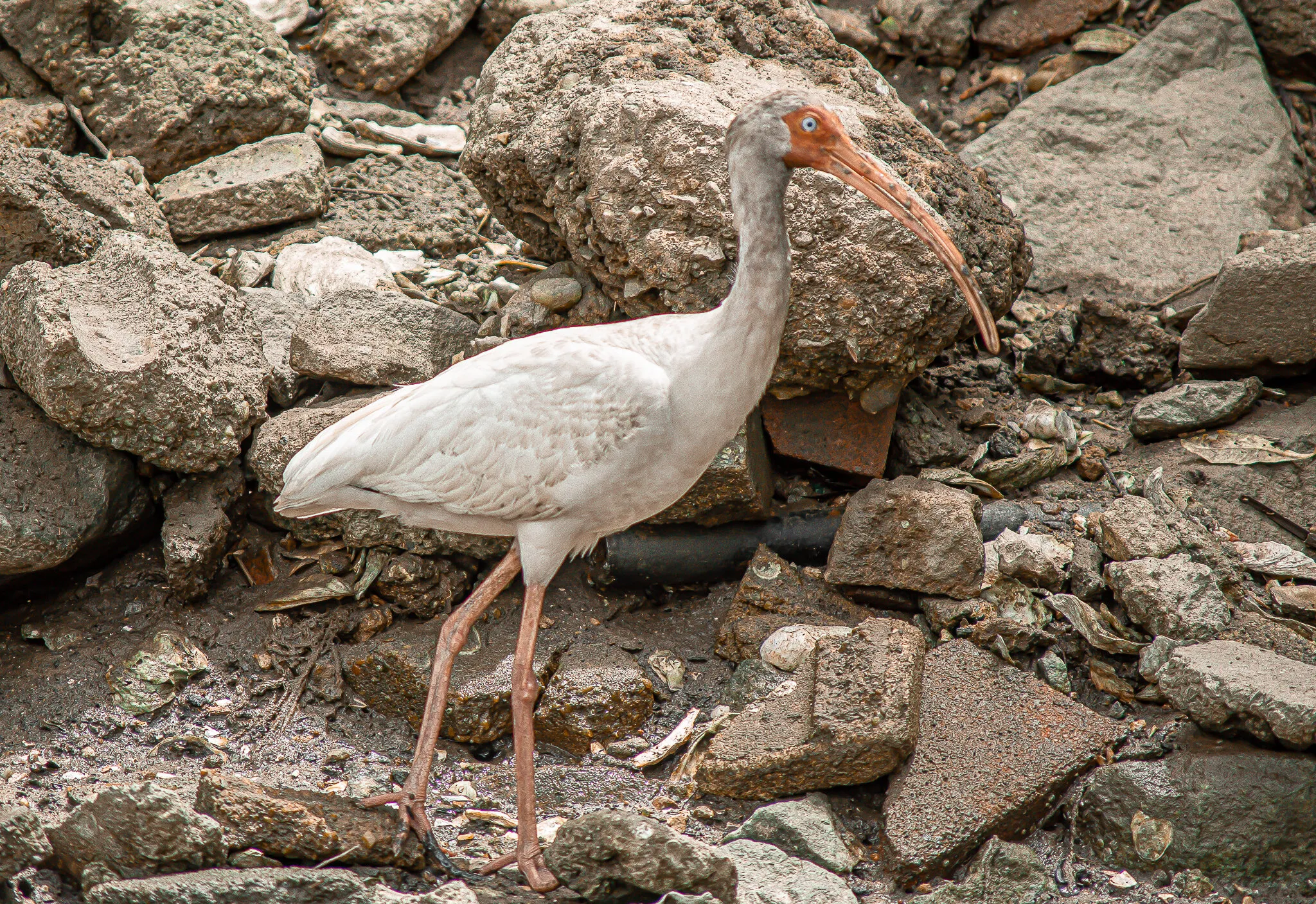 White Ibis on the rocks