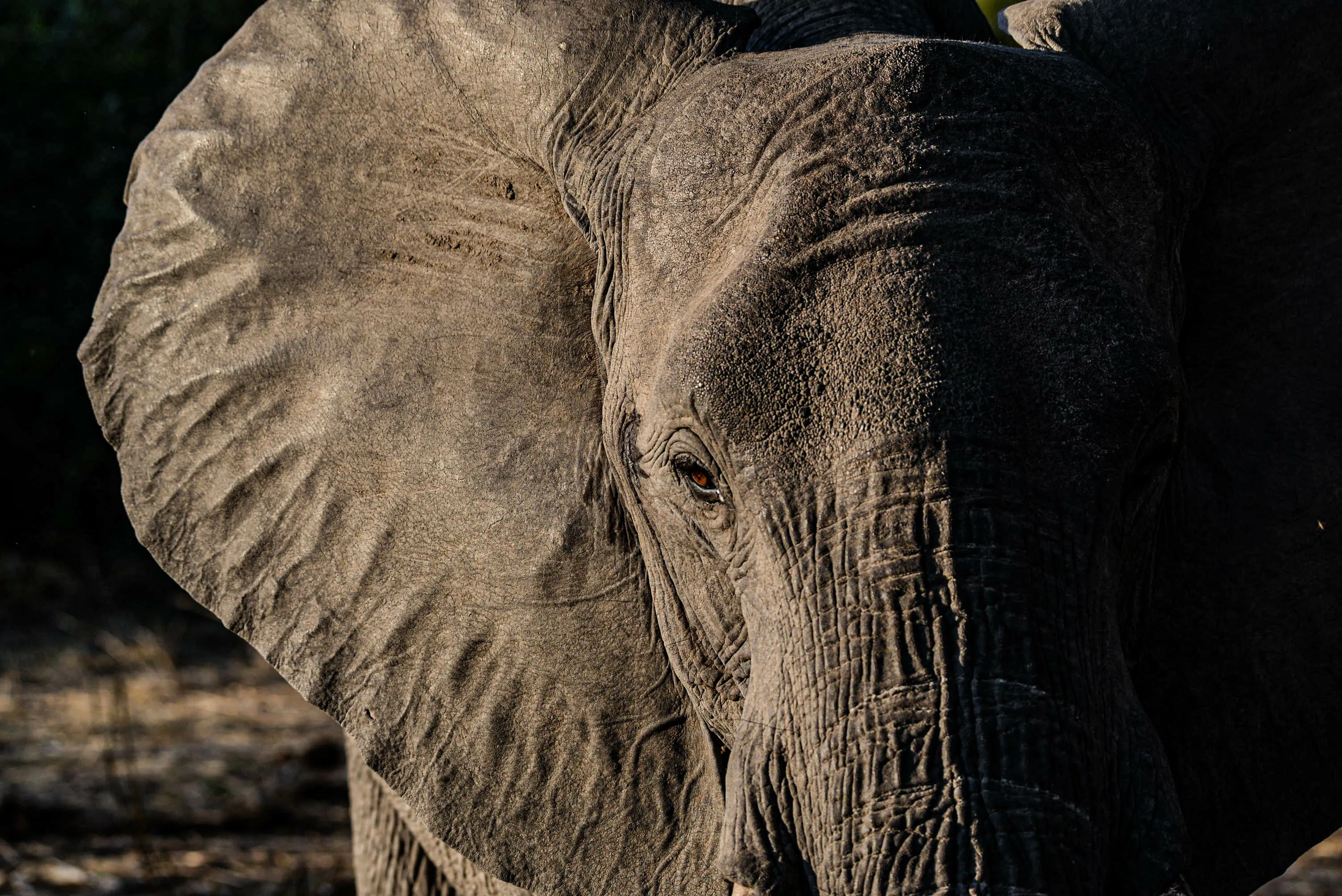 Elefante in chiaro scuro
