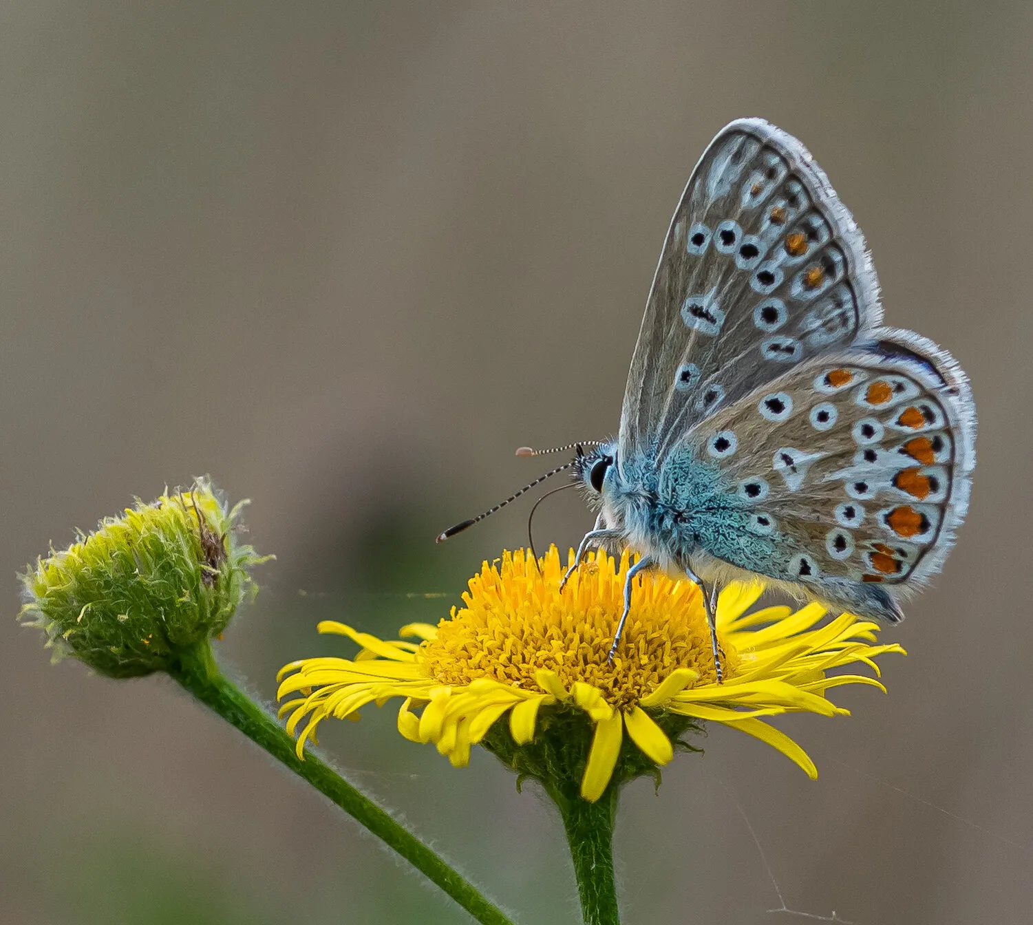 Common blue