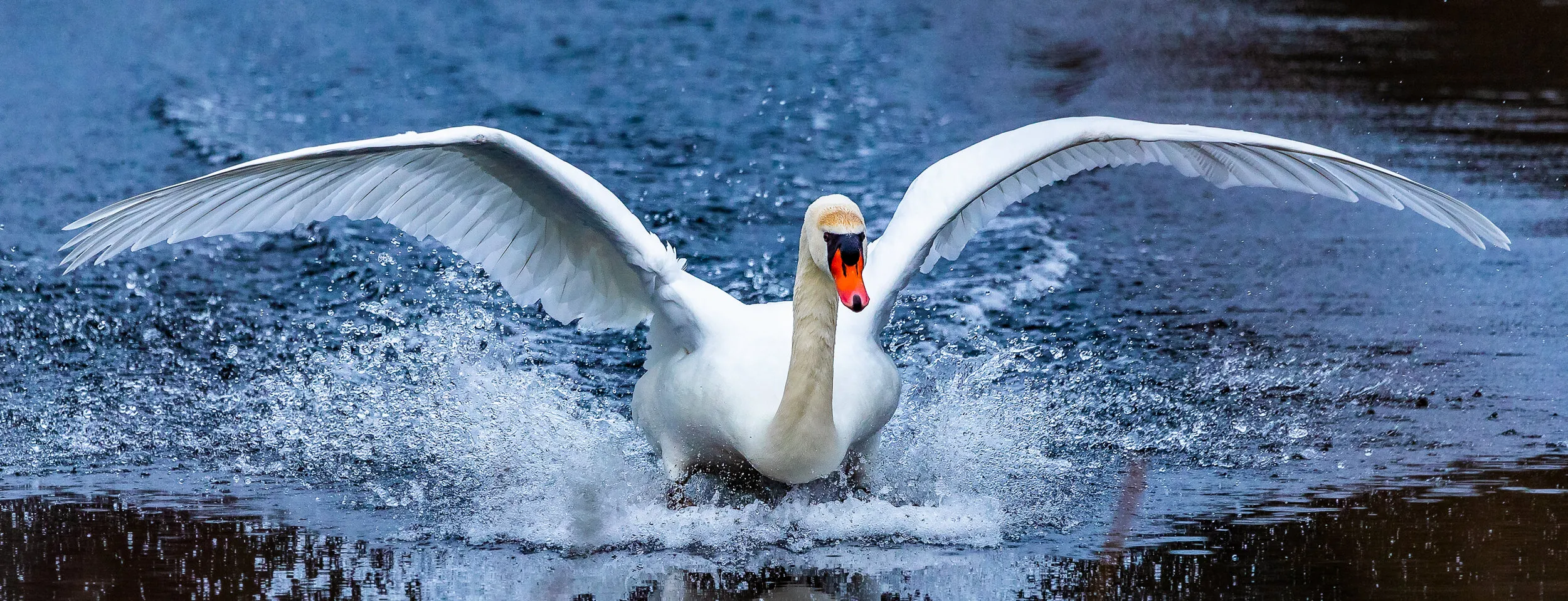 Mute Swan