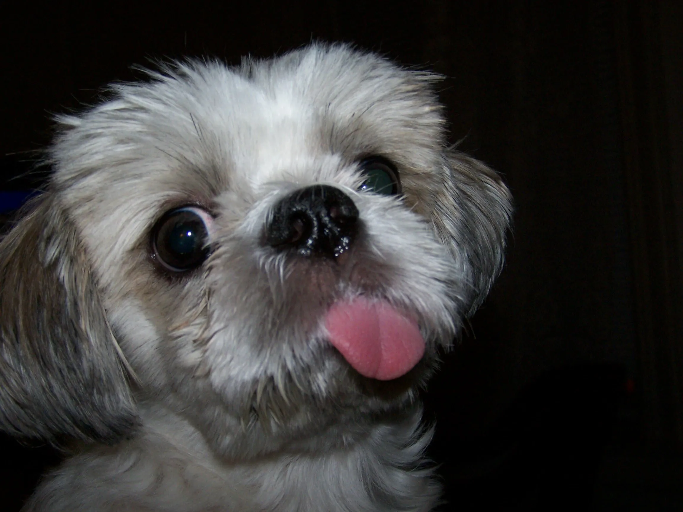 My Estee Lauder the Shih tzu lady dog.