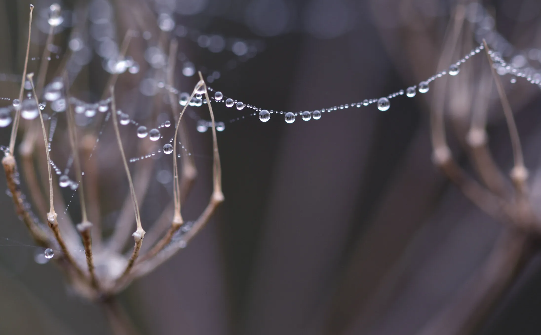 Misty Morning Raindrops