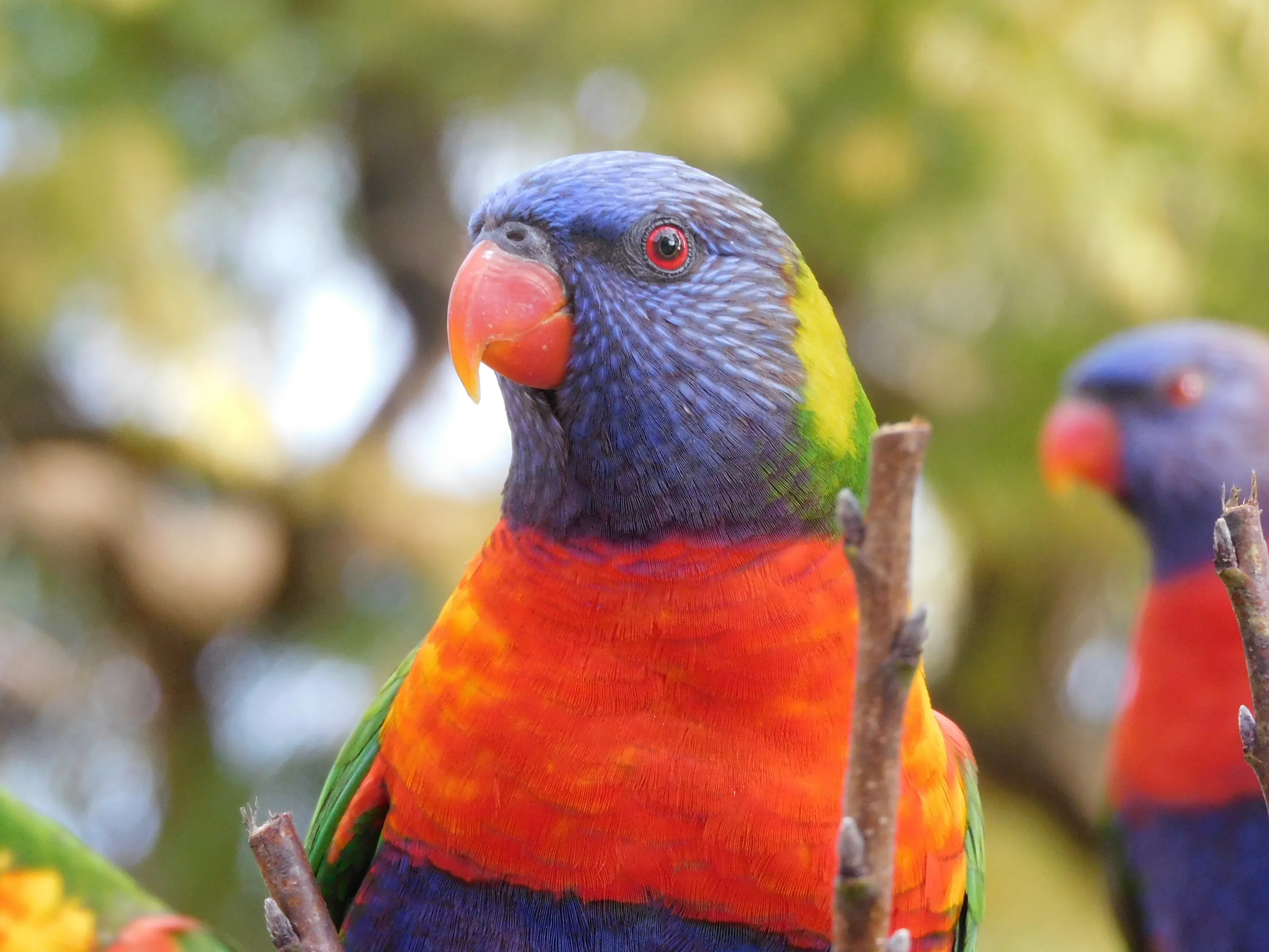 Who's a pretty bird?