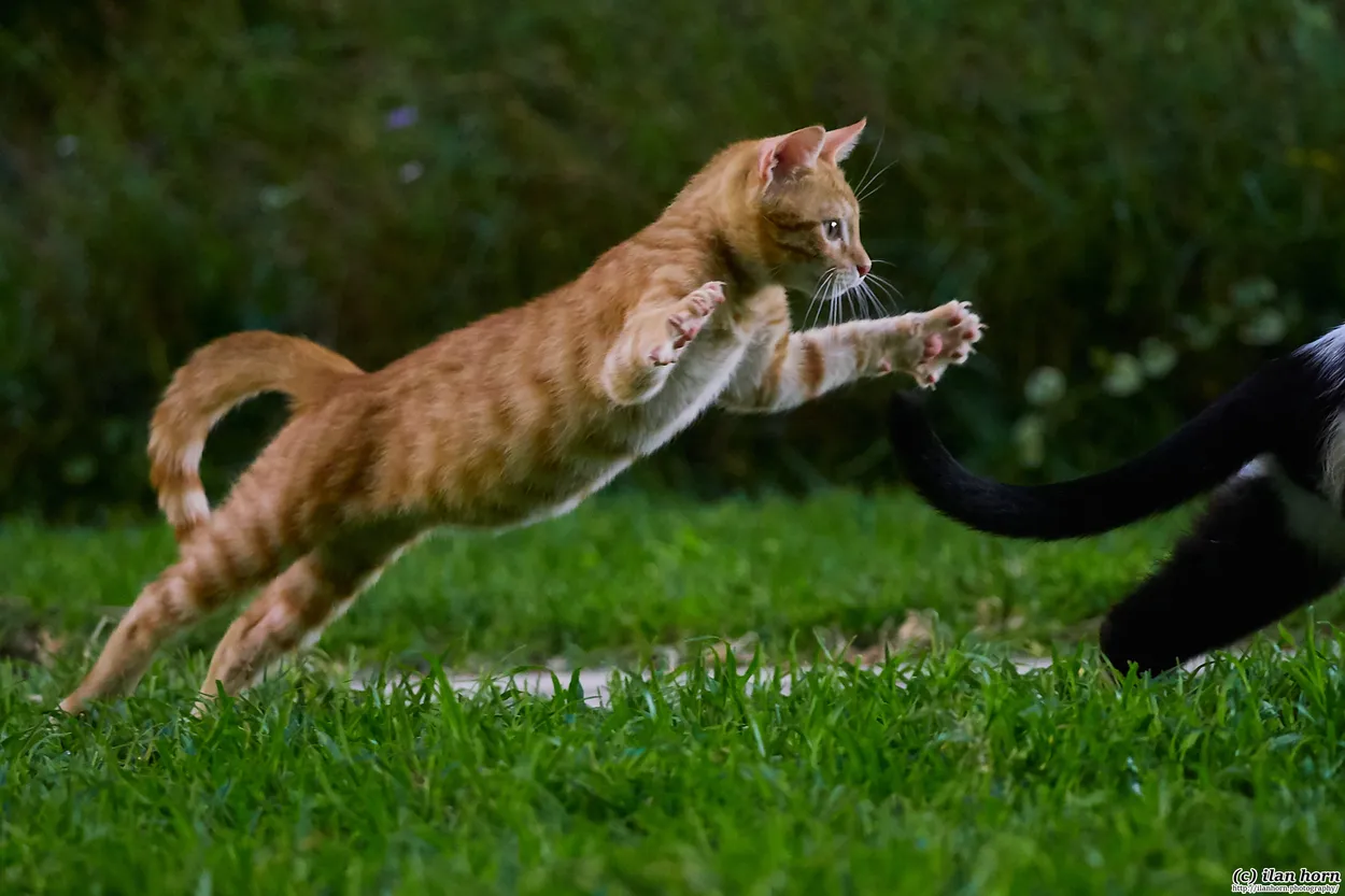 Ginger Jumping