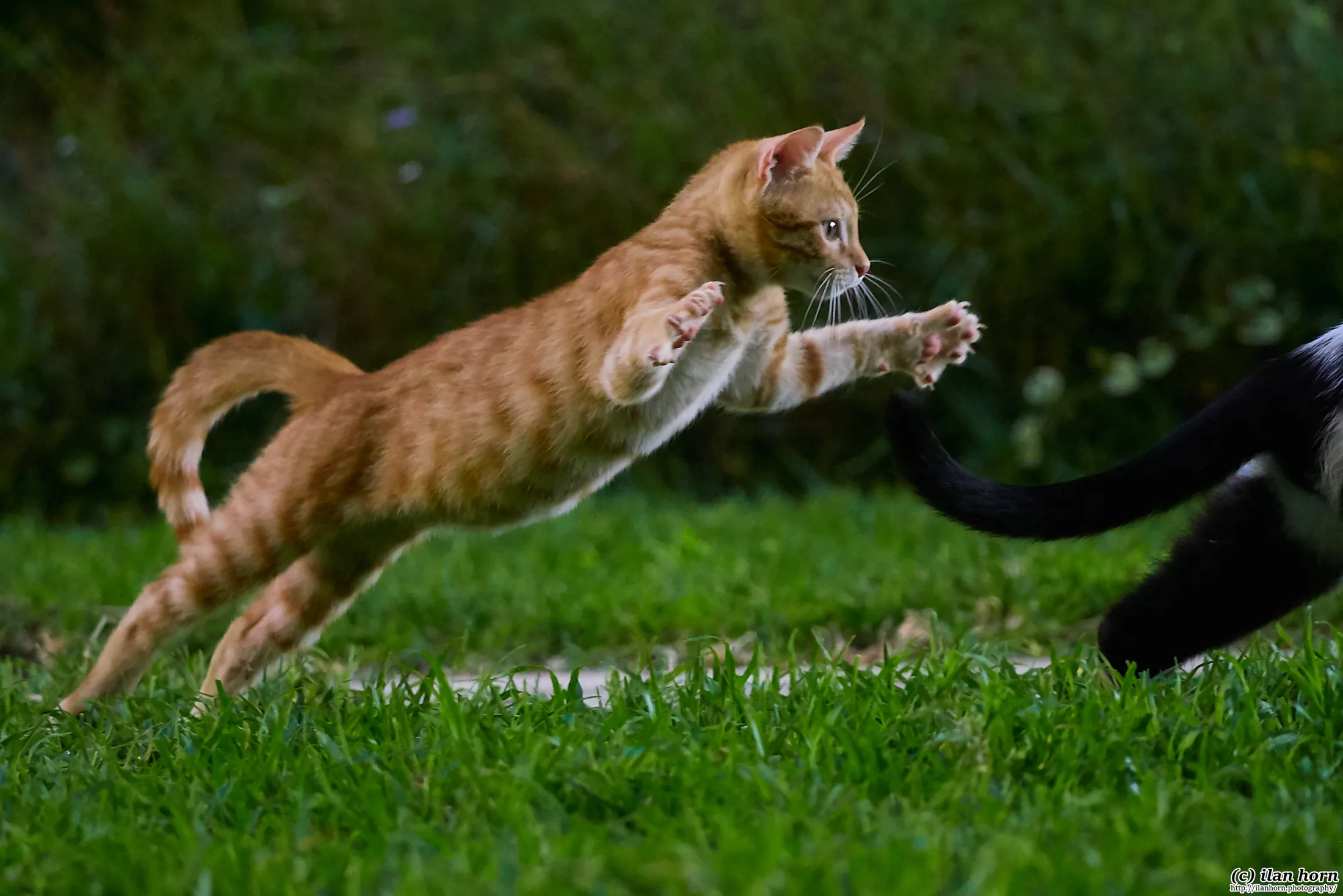Ginger Jumping