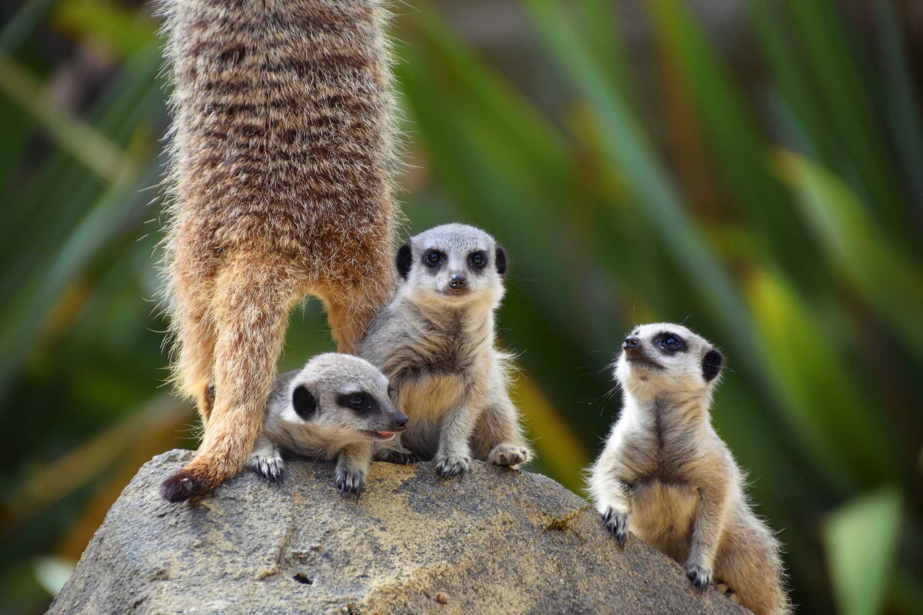 Meerkat Pups
