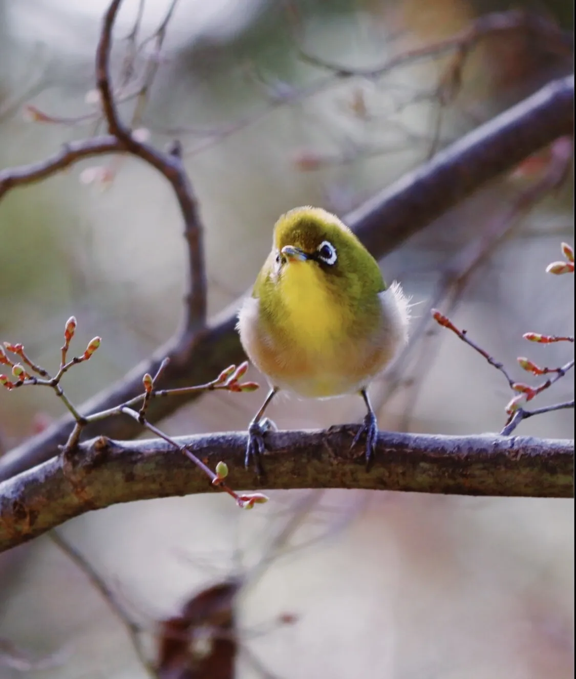 The warbling white eye