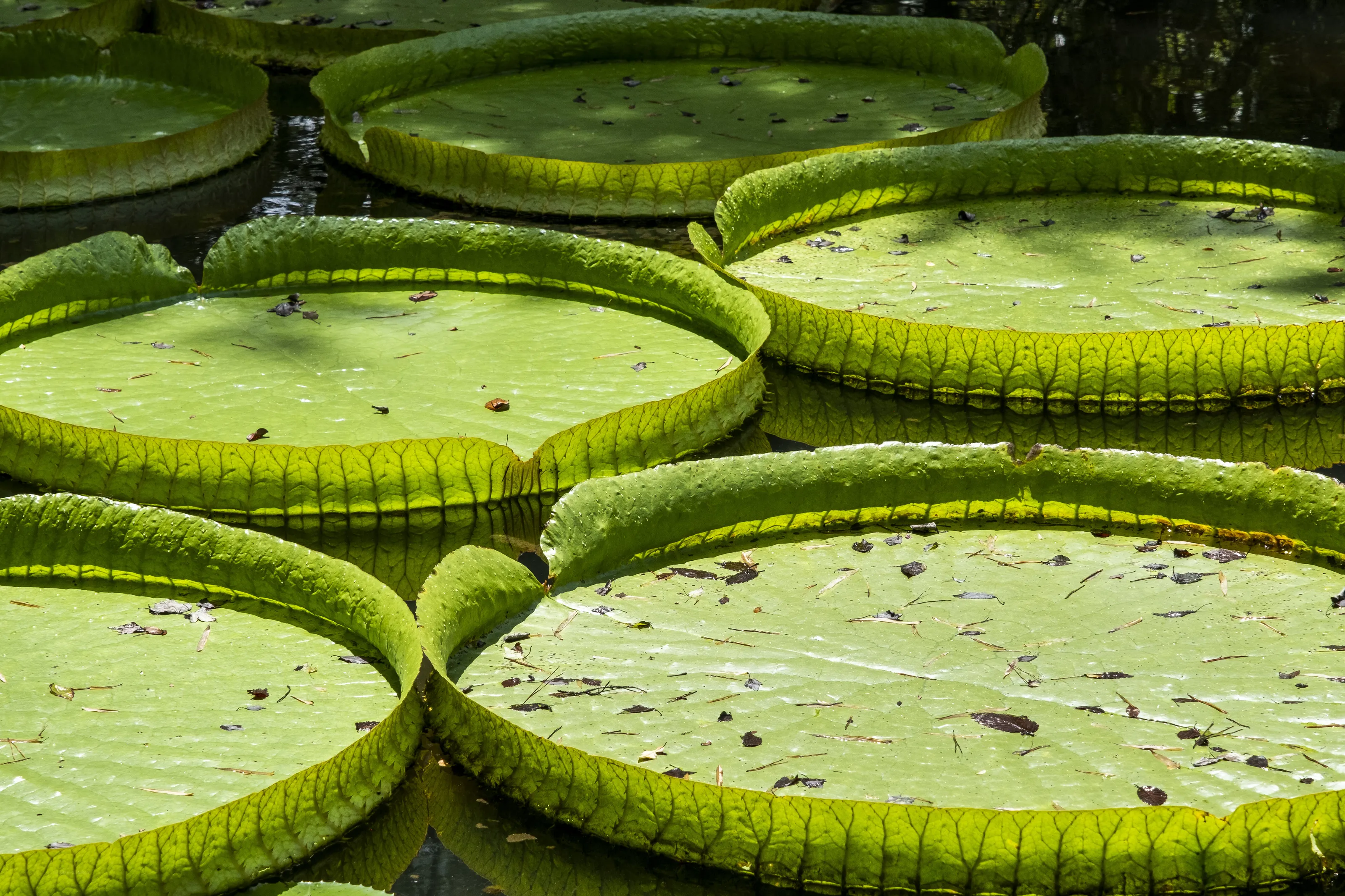 Giant Lilypads