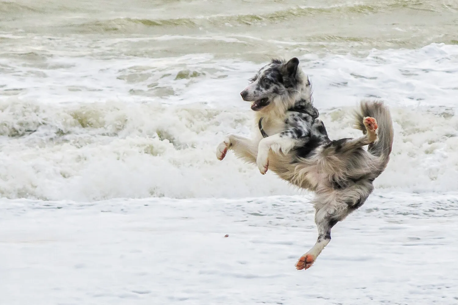 Flying Dog, Bexhill