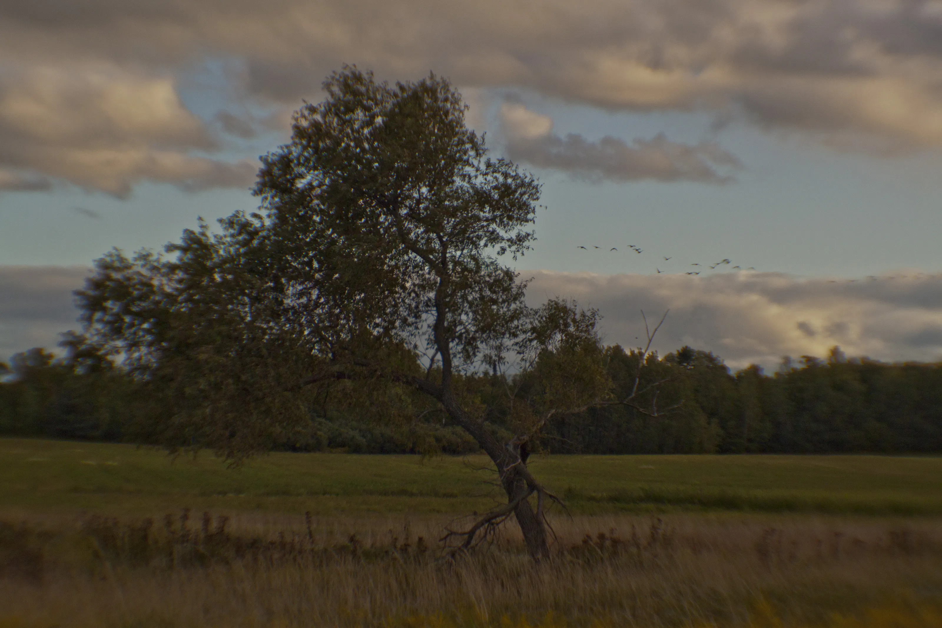 Fall